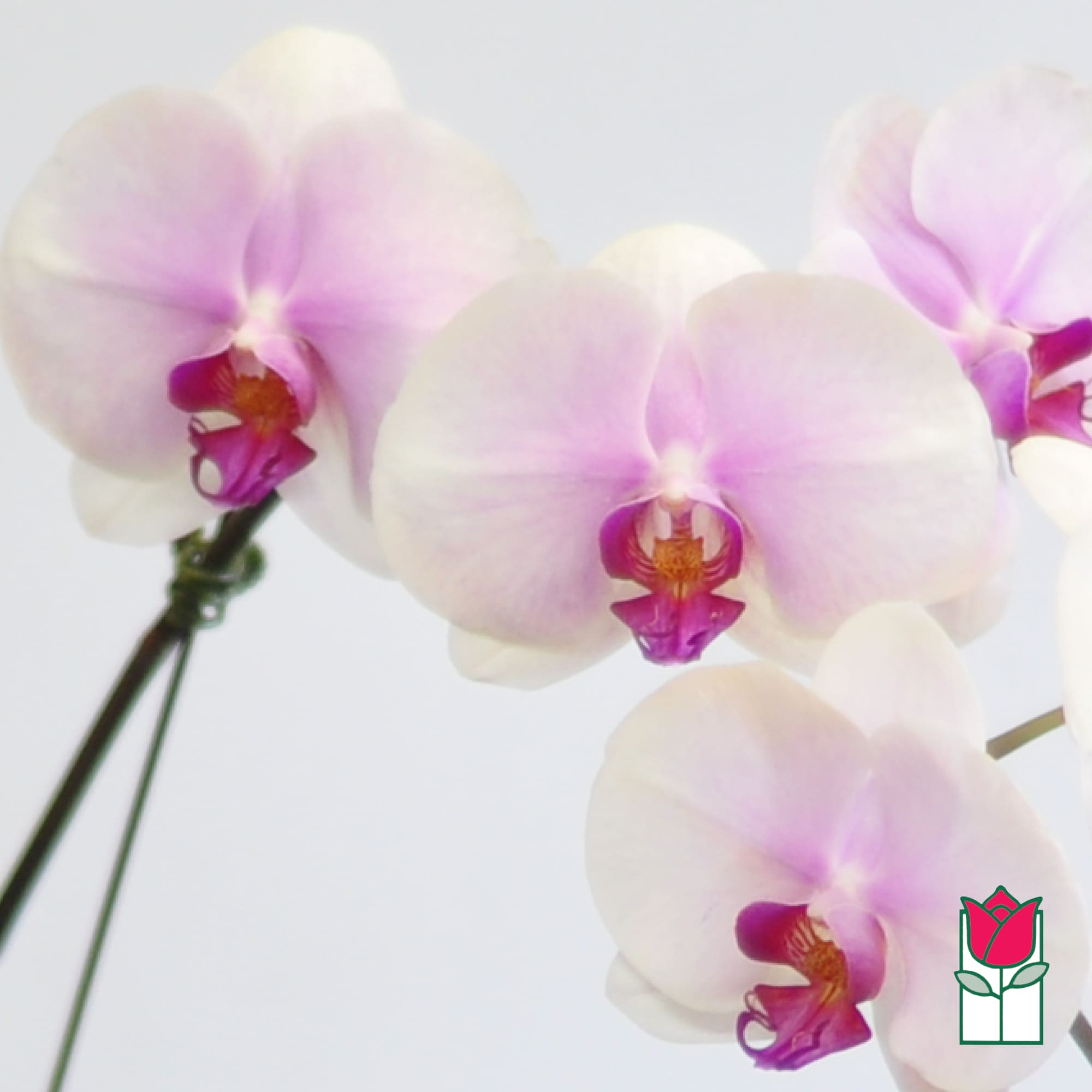 Close-up of pale pink and white orchids with magenta centers