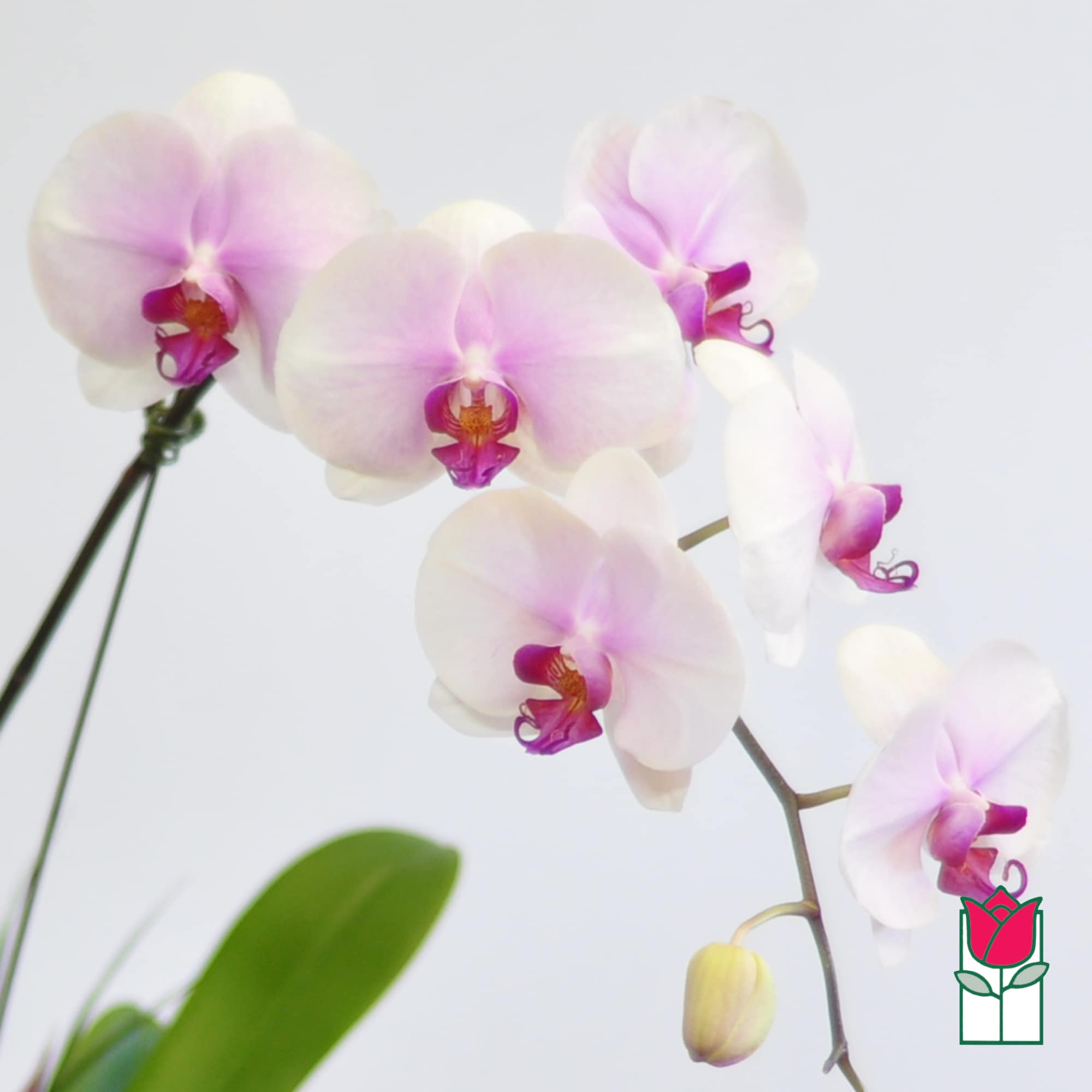 White and pink orchid blooms on arching stems