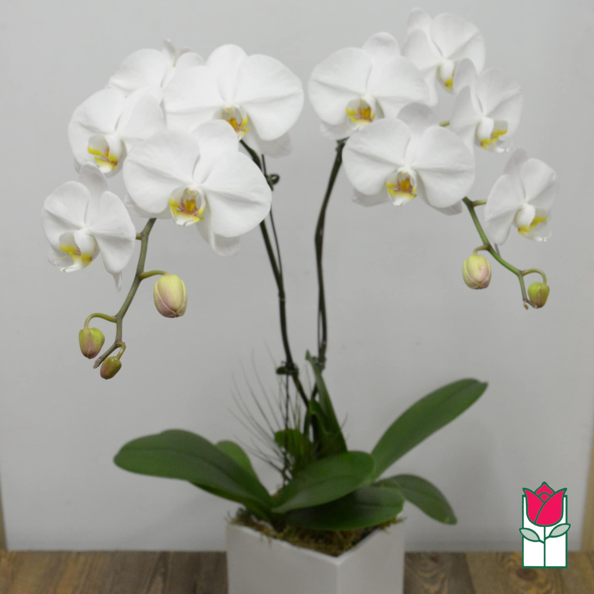White orchid plant in a square white pot