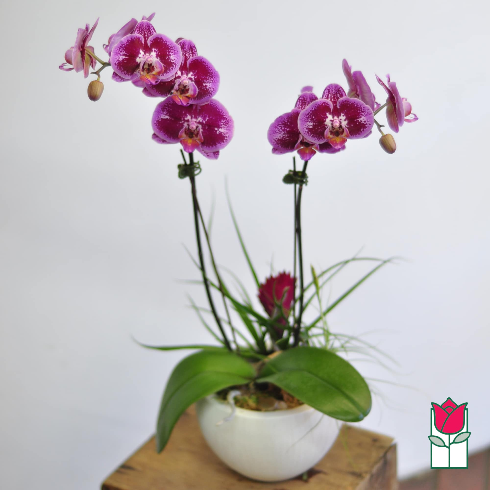 Two purple orchids in a white pot on a wooden stand