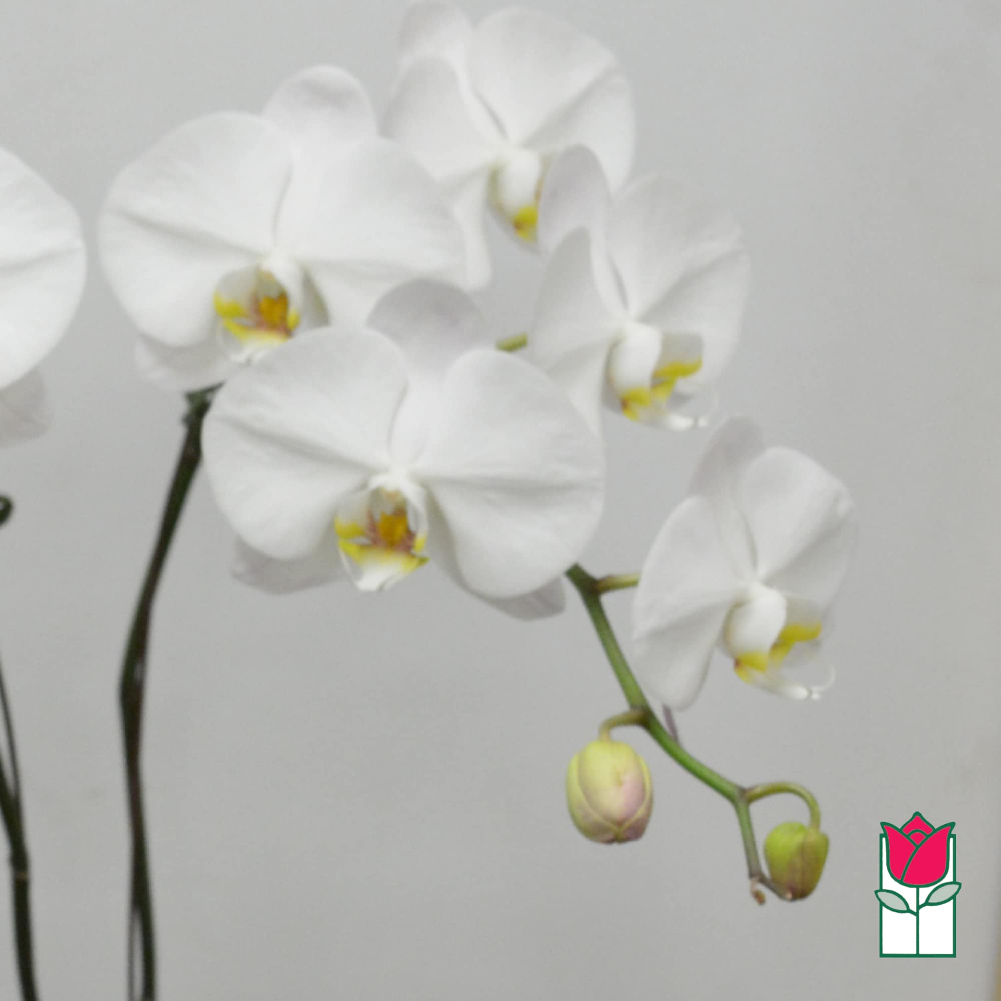White orchid blooms with yellow centers on arching stems