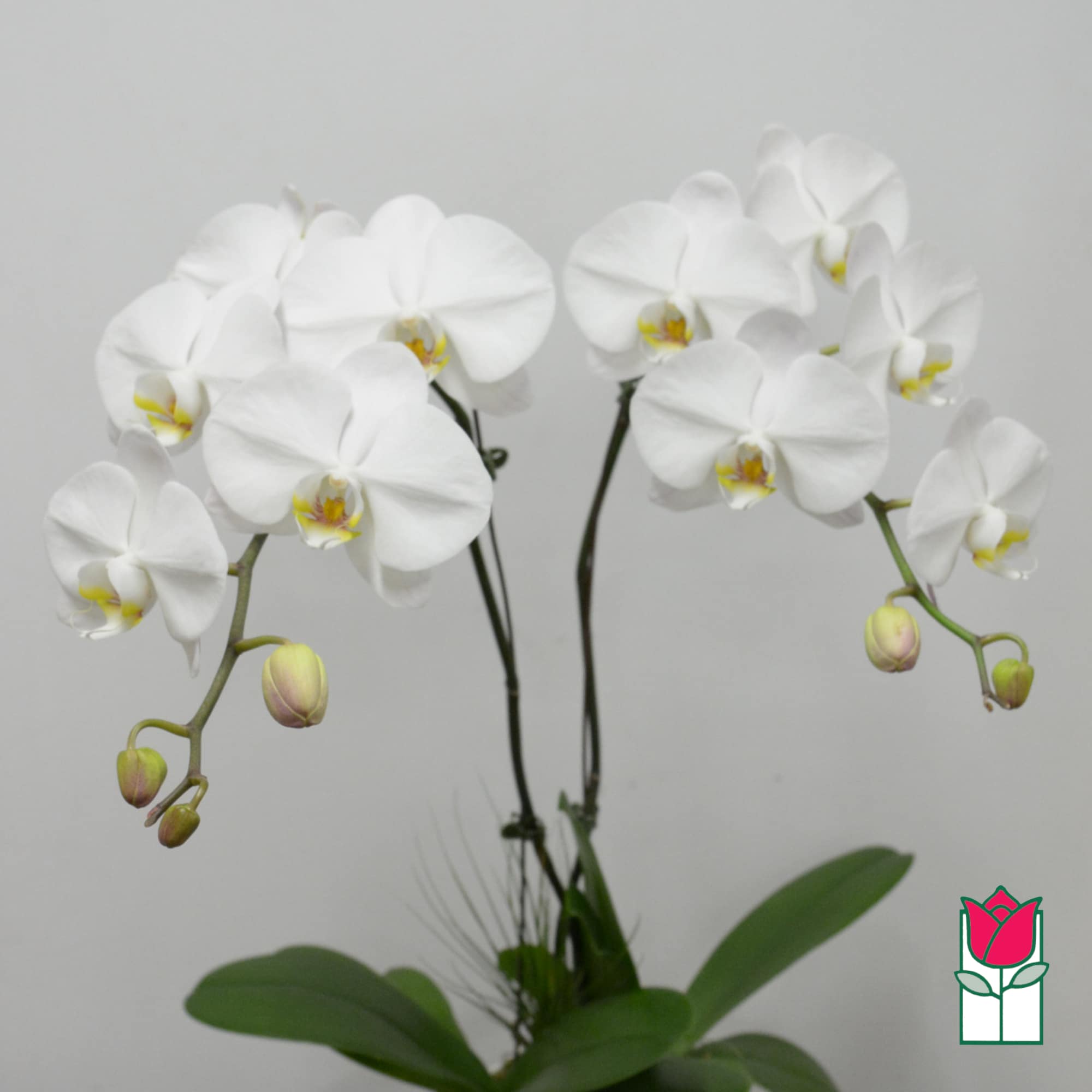 White orchid blooms with buds on long stems