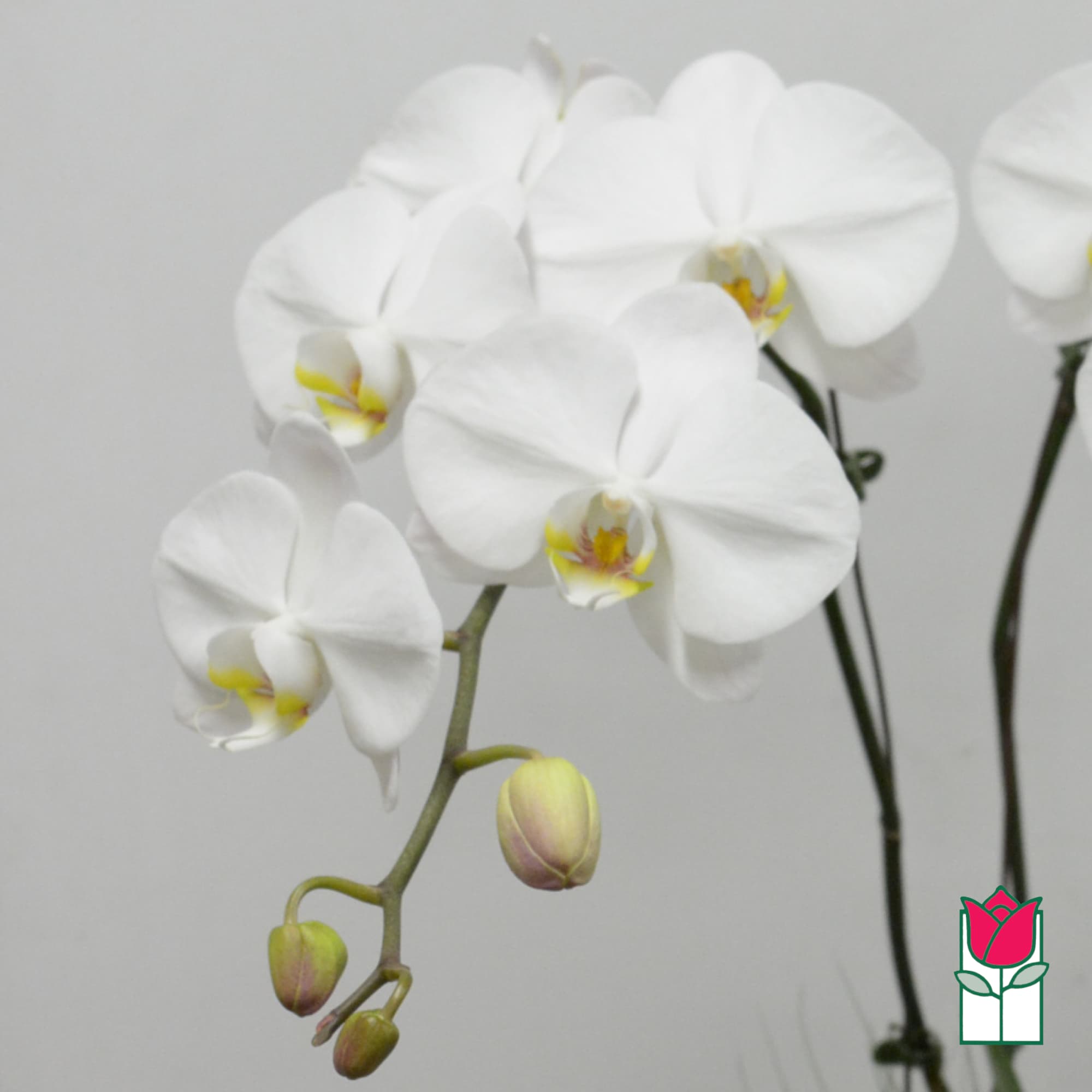 White orchid blooms with yellow centers and unopened buds