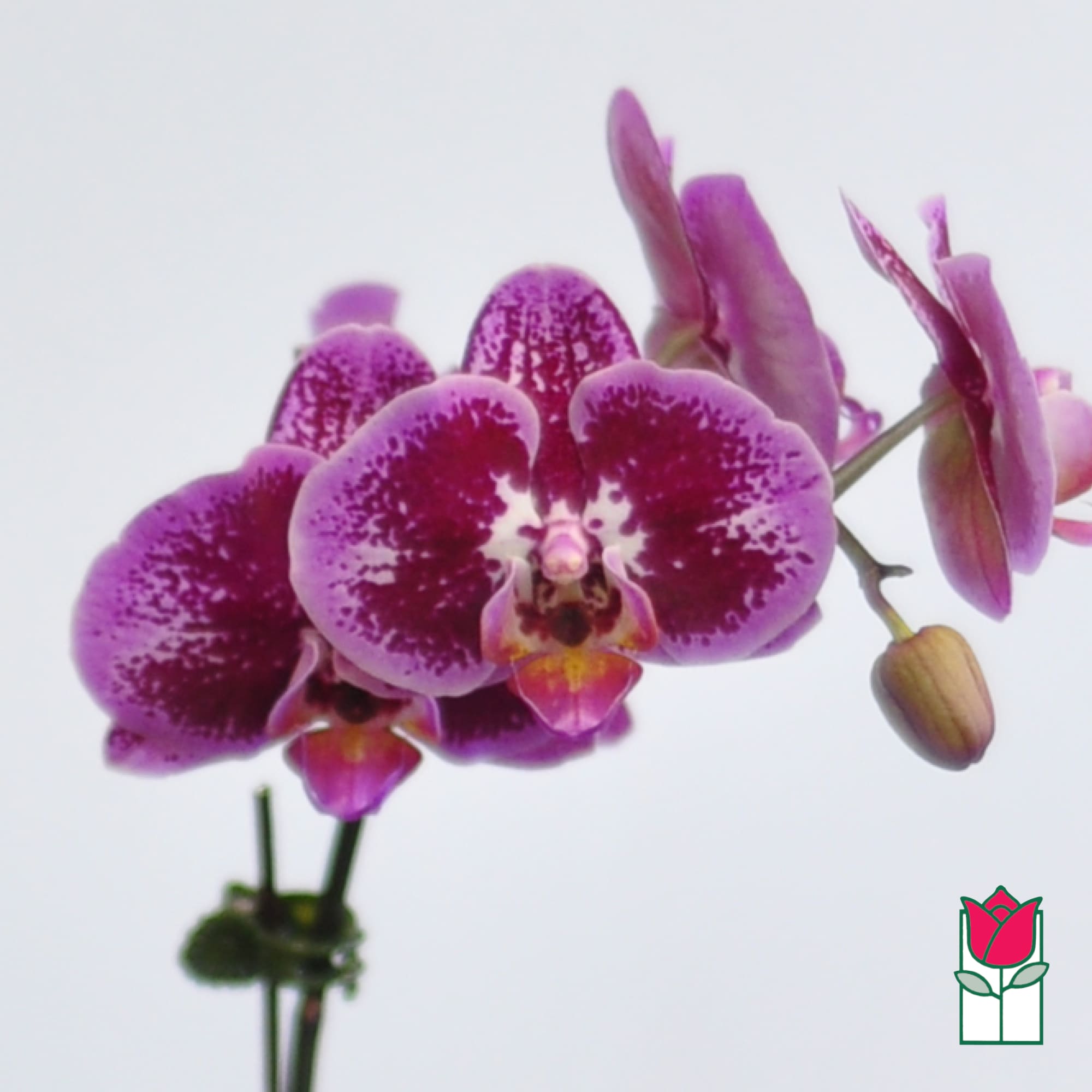 Purple orchid blooms on a stem against a white background