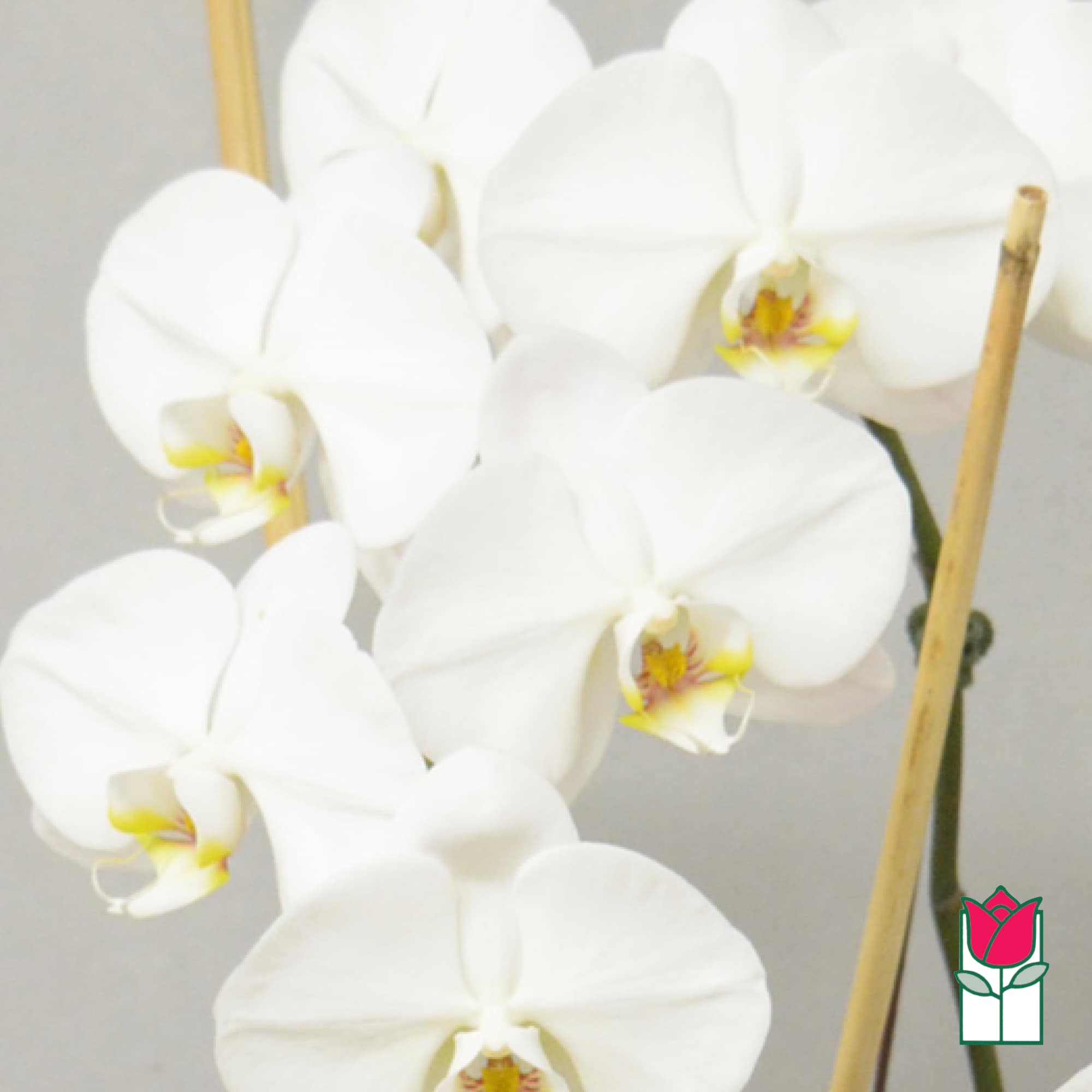 White orchid blooms with yellow centers on stems