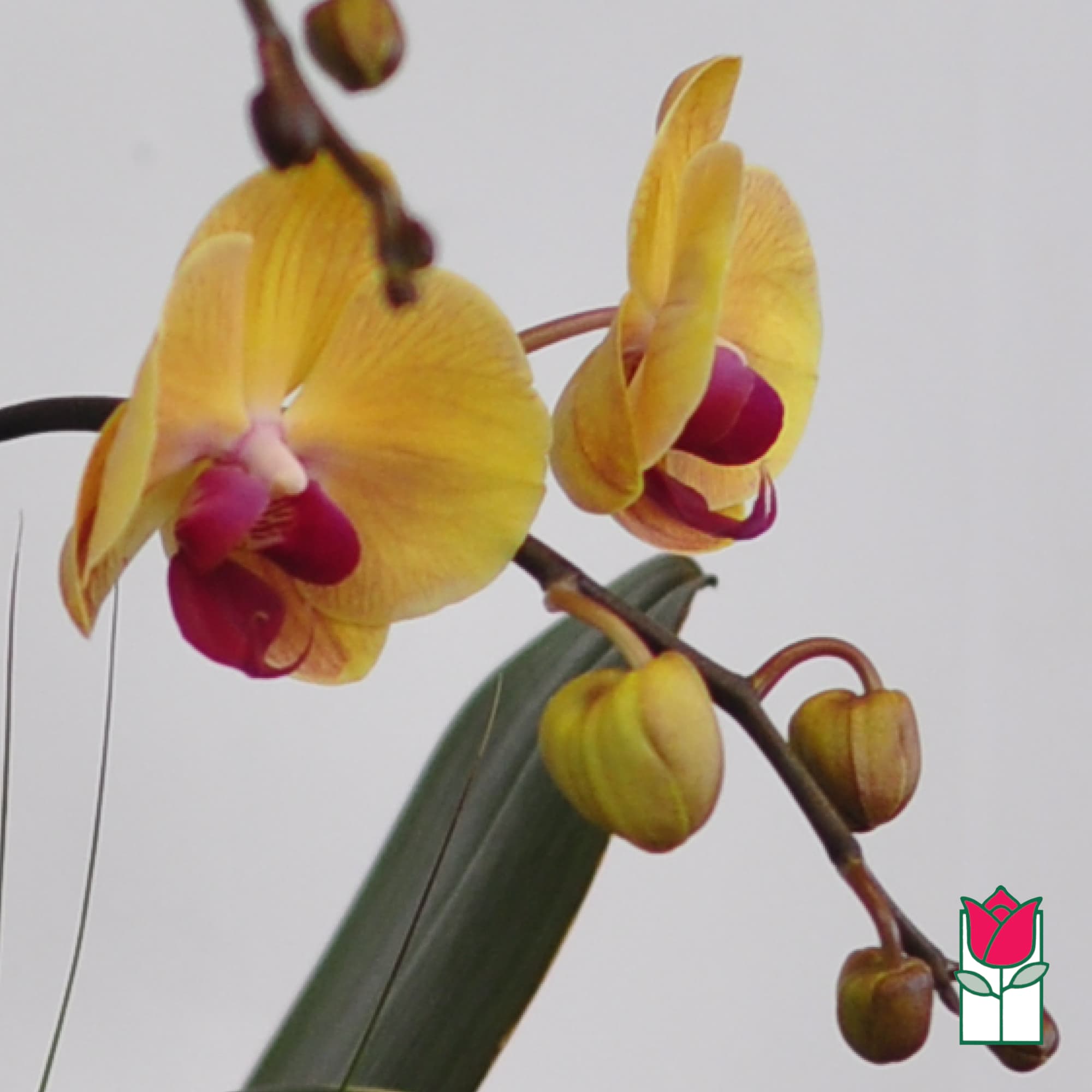 Yellow and magenta orchid blooms on a stem against a plain background
