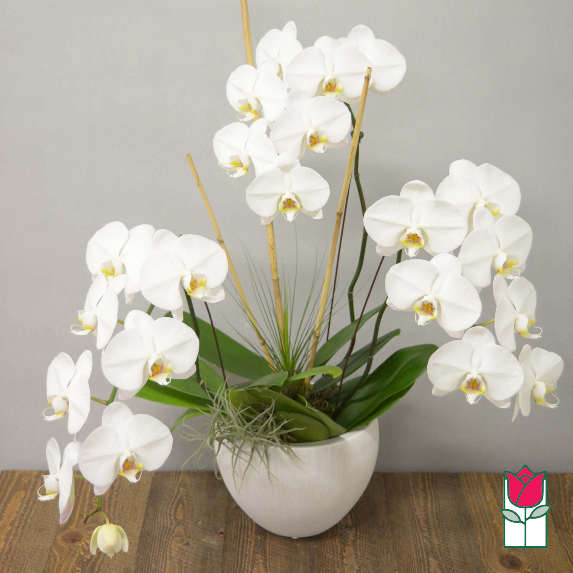 White orchid arrangement in a white pot