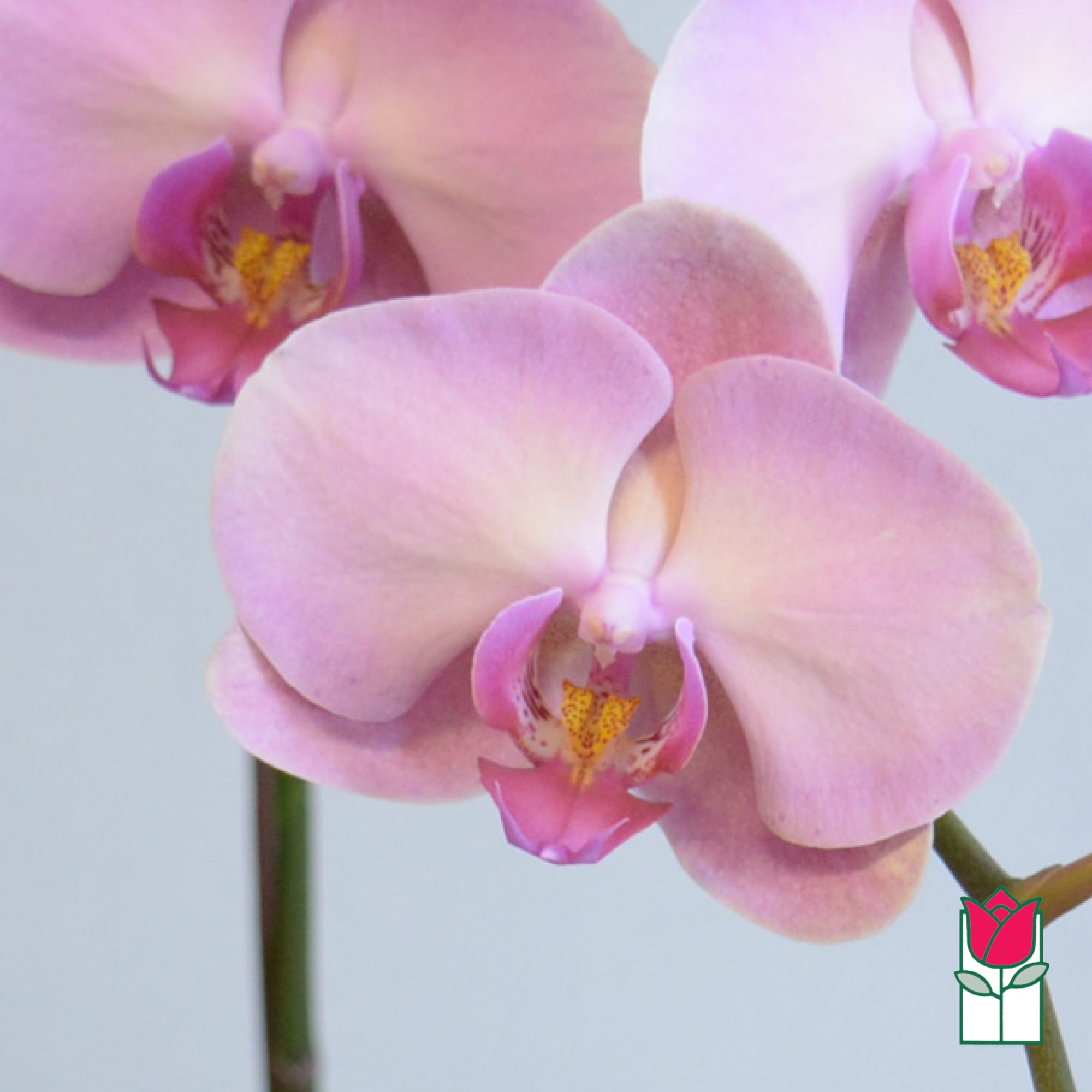 Close-up of pale pink orchid blooms with yellow centers