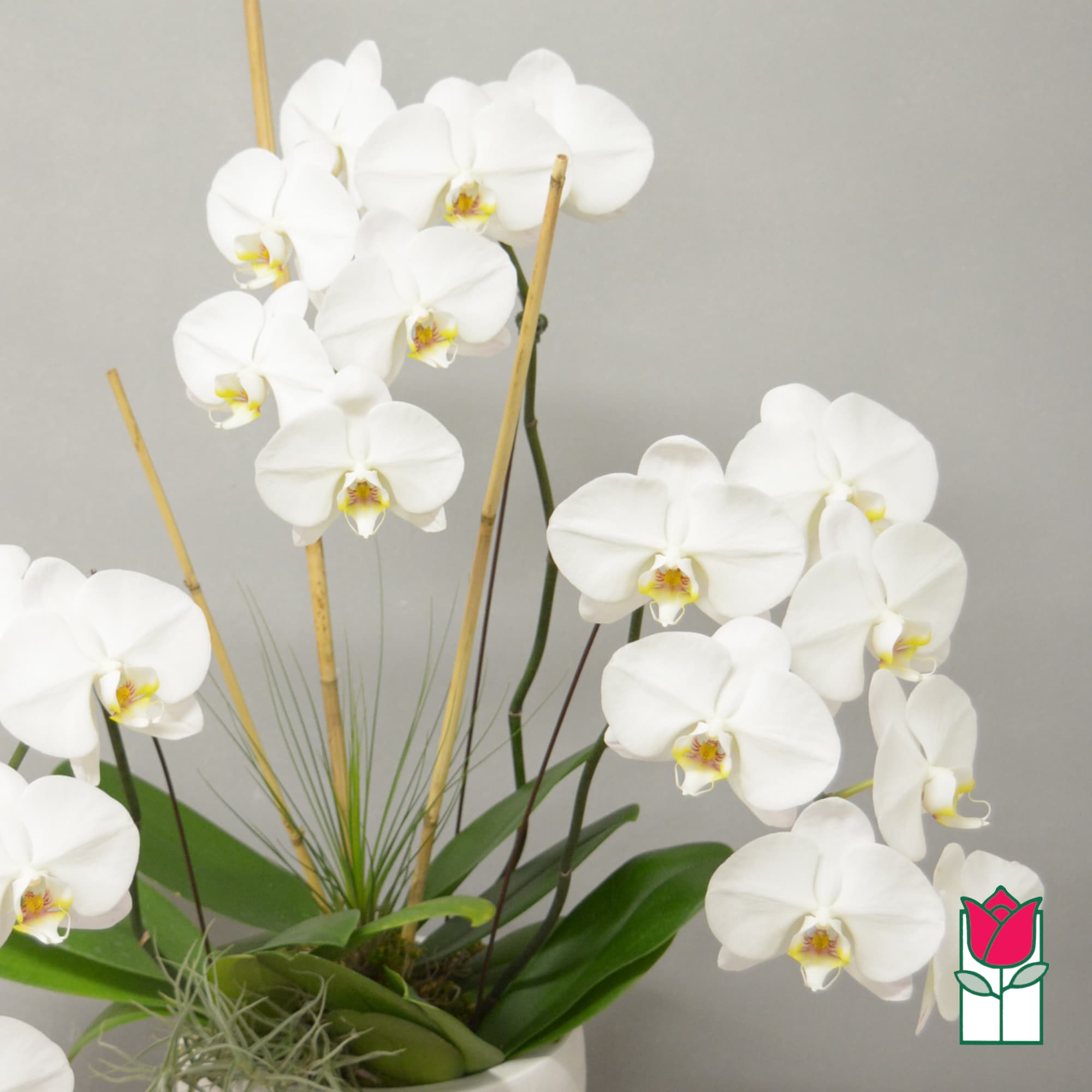 White orchids arranged in a white pot with bamboo stakes