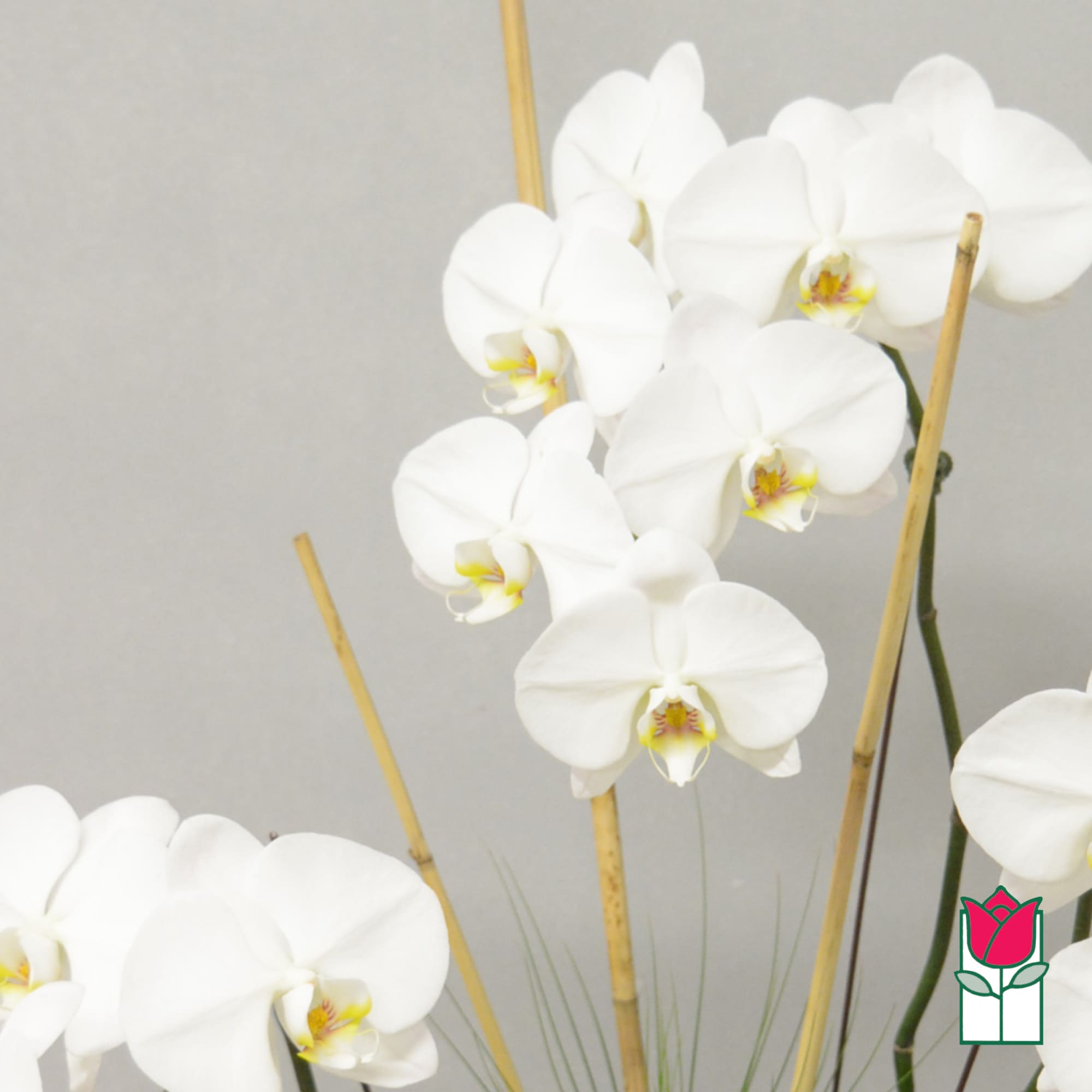 White orchids arranged with bamboo stakes against a gray background