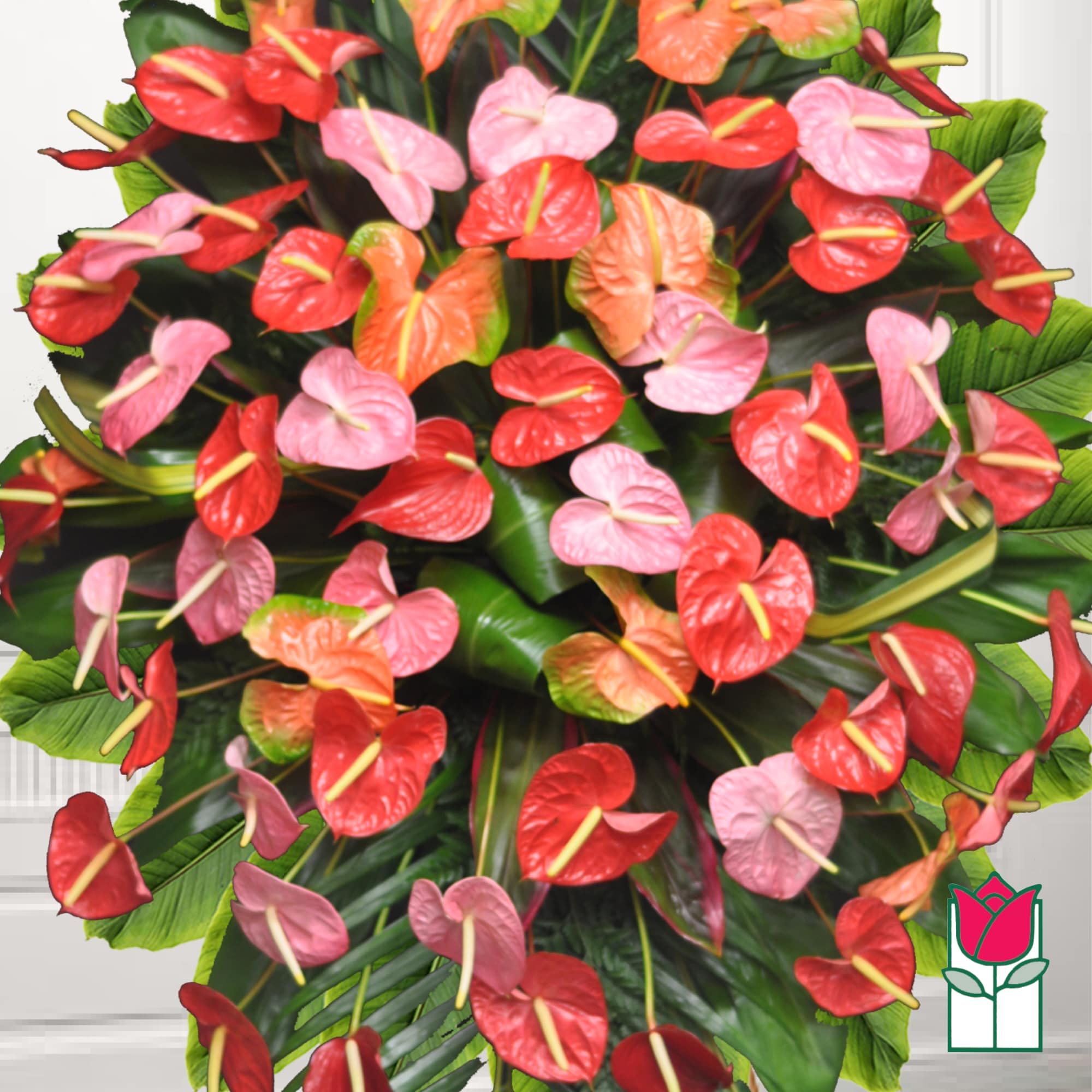 Large bouquet of red, pink, and orange anthuriums with broad green leaves