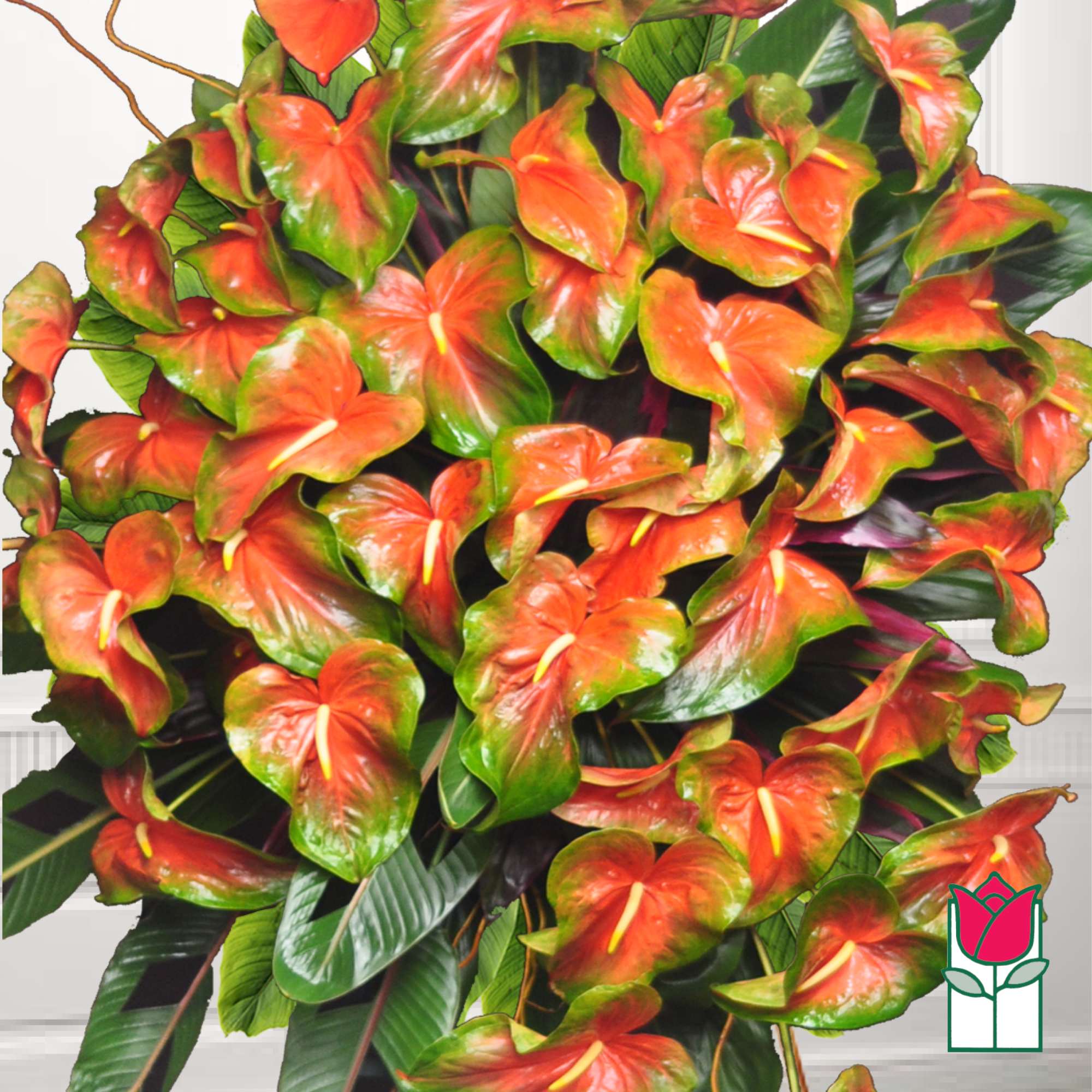 Bouquet of orange-red anthuriums with dark green leaves