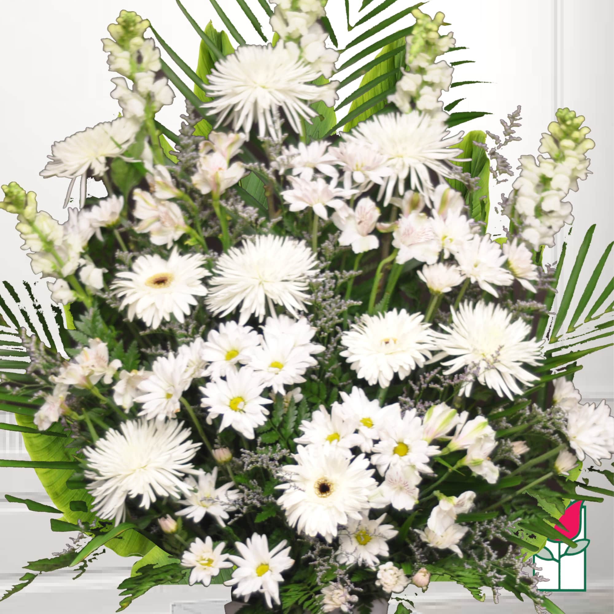 White daisy-like flowers arranged in a dense bouquet with green foliage.