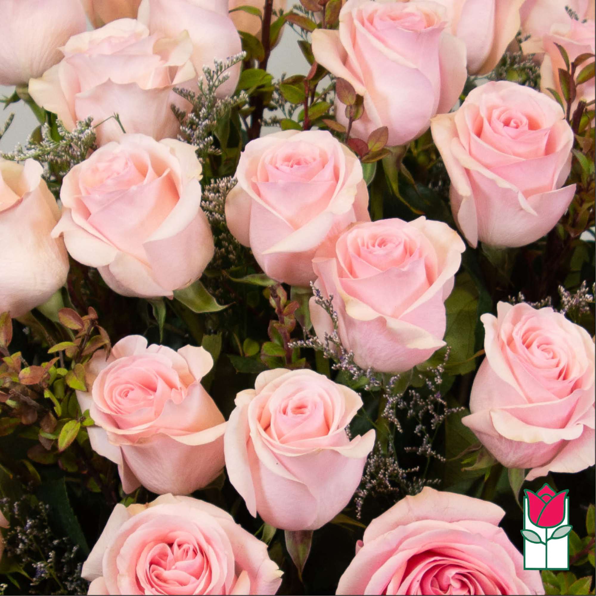 Cluster of pale pink roses with mixed greenery