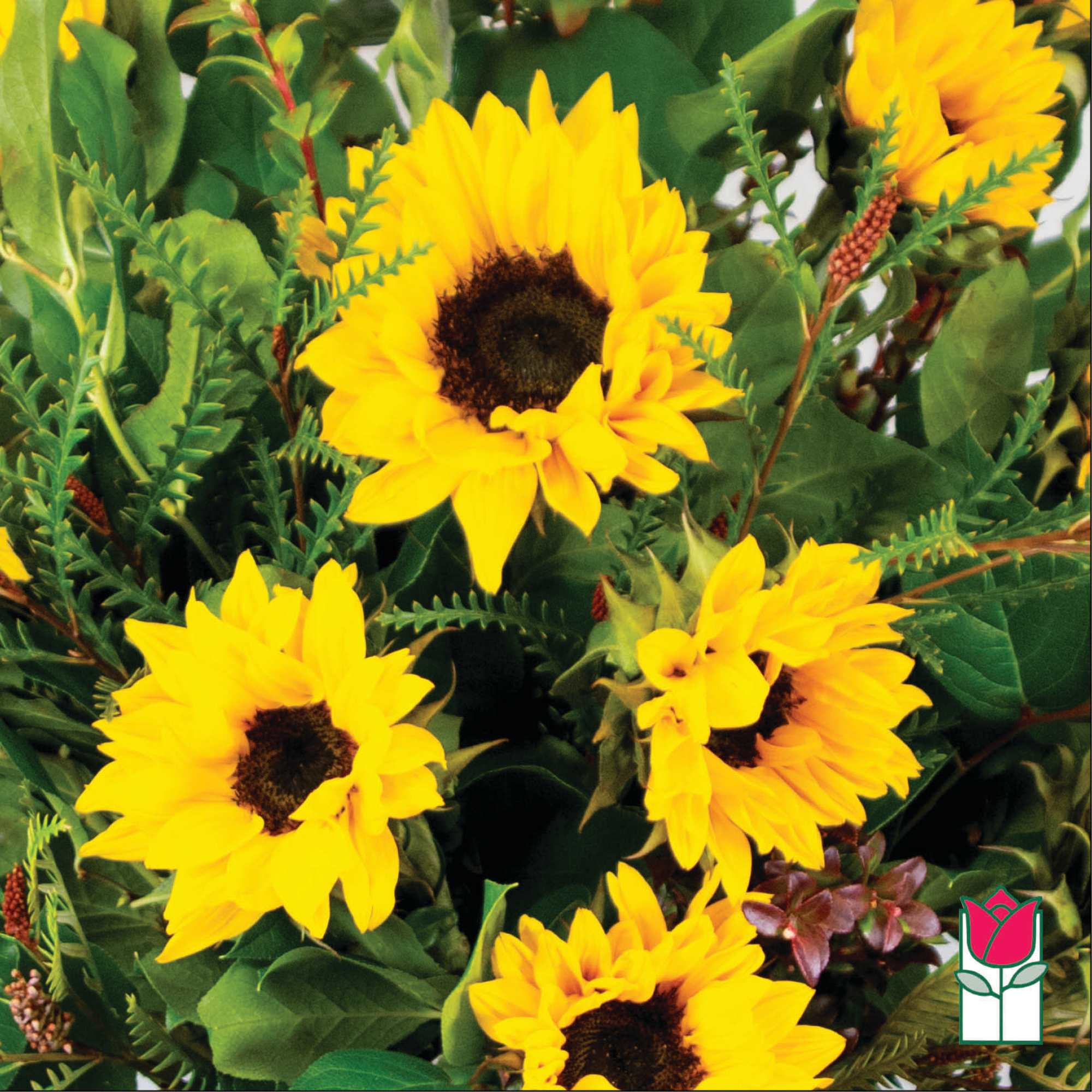 Bouquet of bright yellow sunflowers with dense green foliage