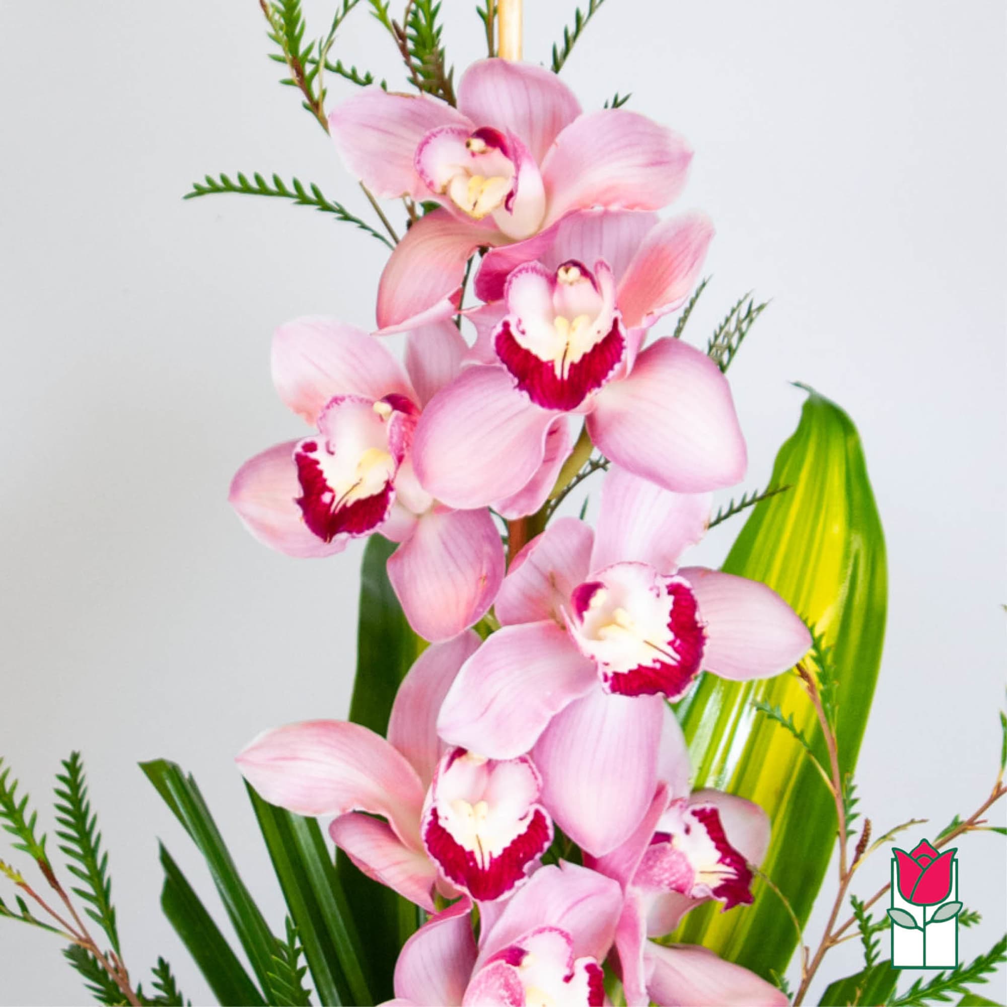 Tall stem of pink cymbidium orchids with white and burgundy centers against a light background