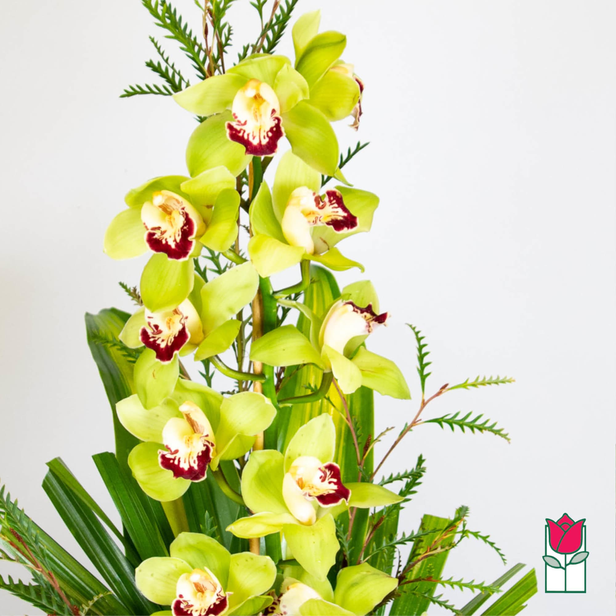 Tall arrangement of green cymbidium orchids with burgundy centers