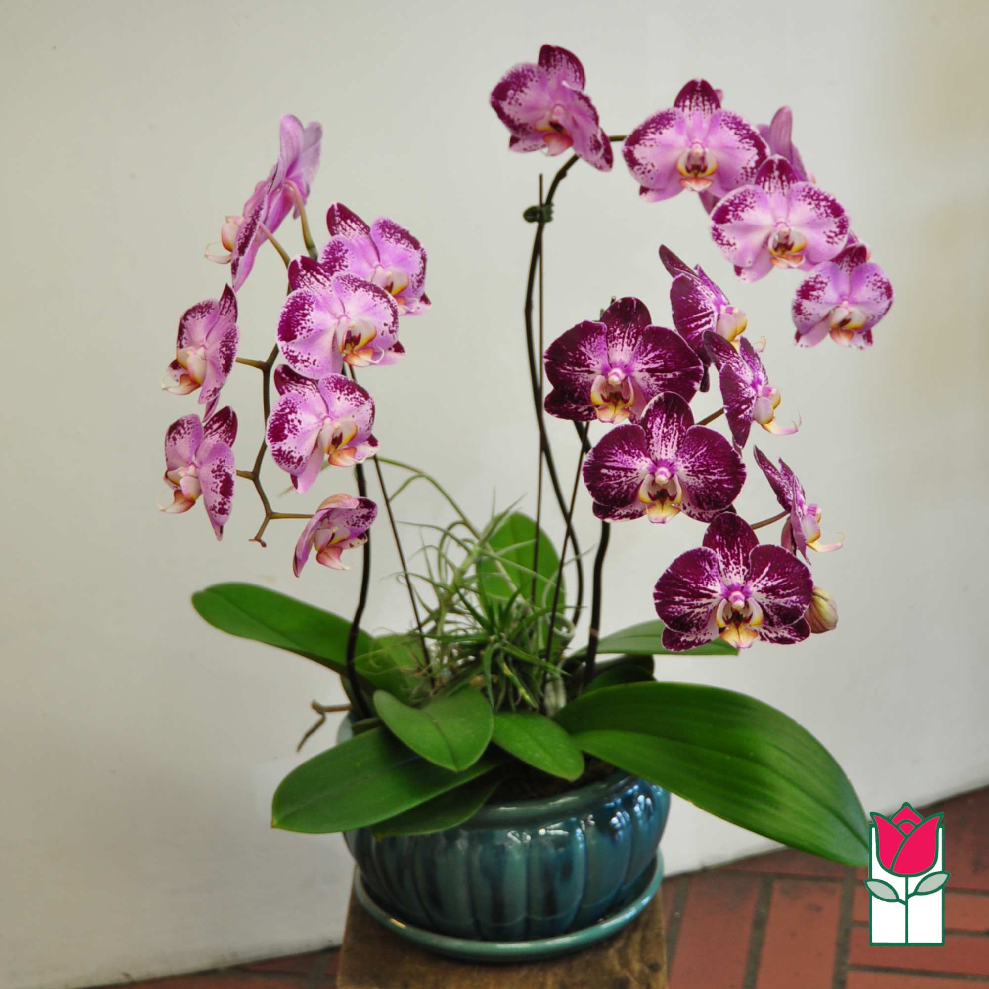 Potted purple orchids in a blue ceramic pot