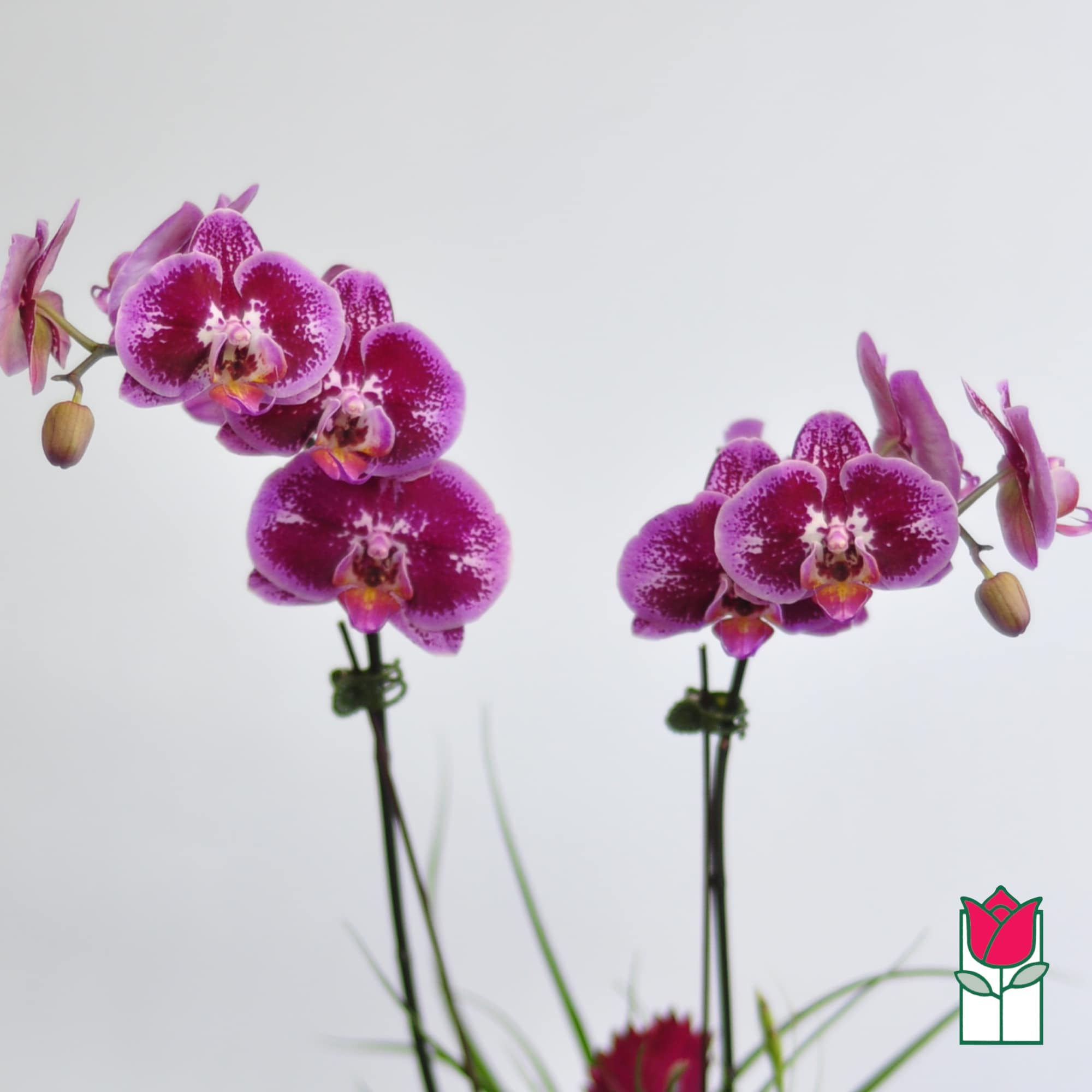 Two purple orchid stems with speckled blooms on a white background