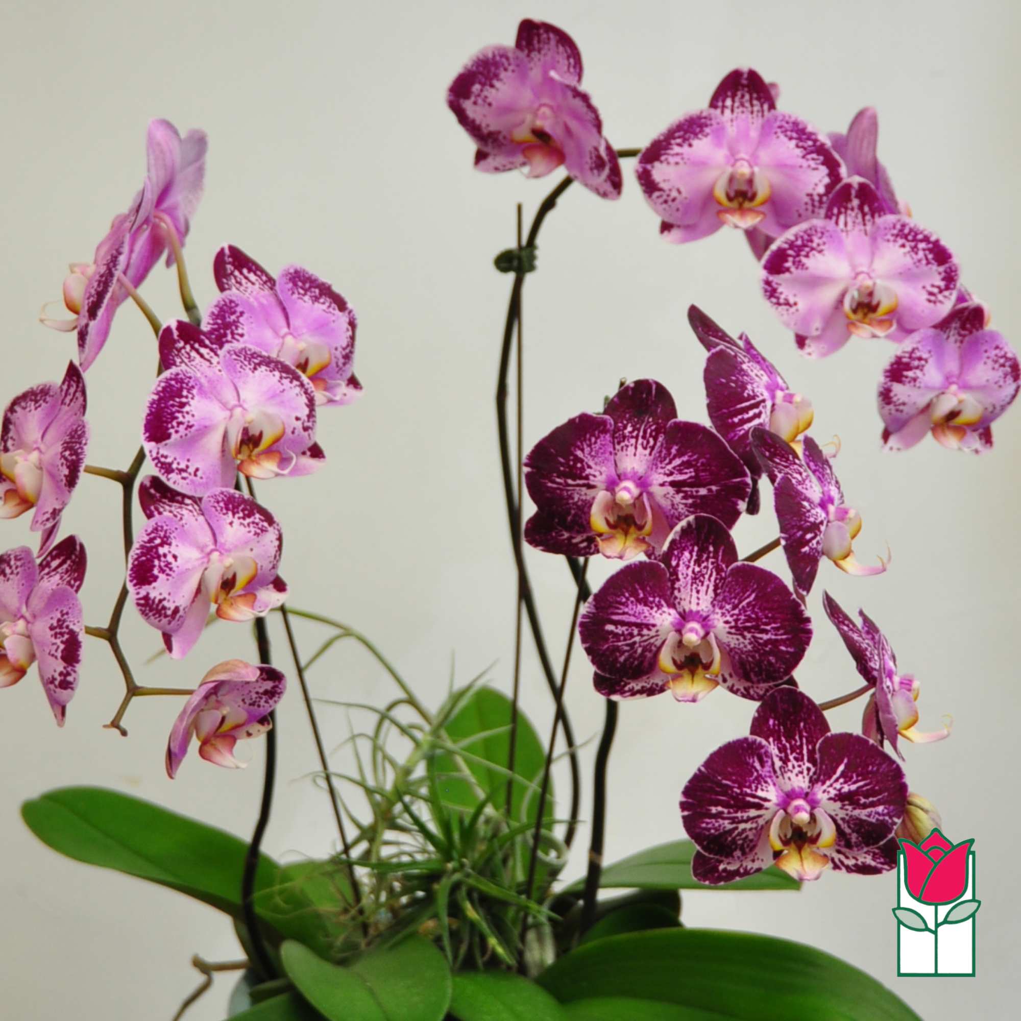 Potted orchid plant with pink and purple blooms