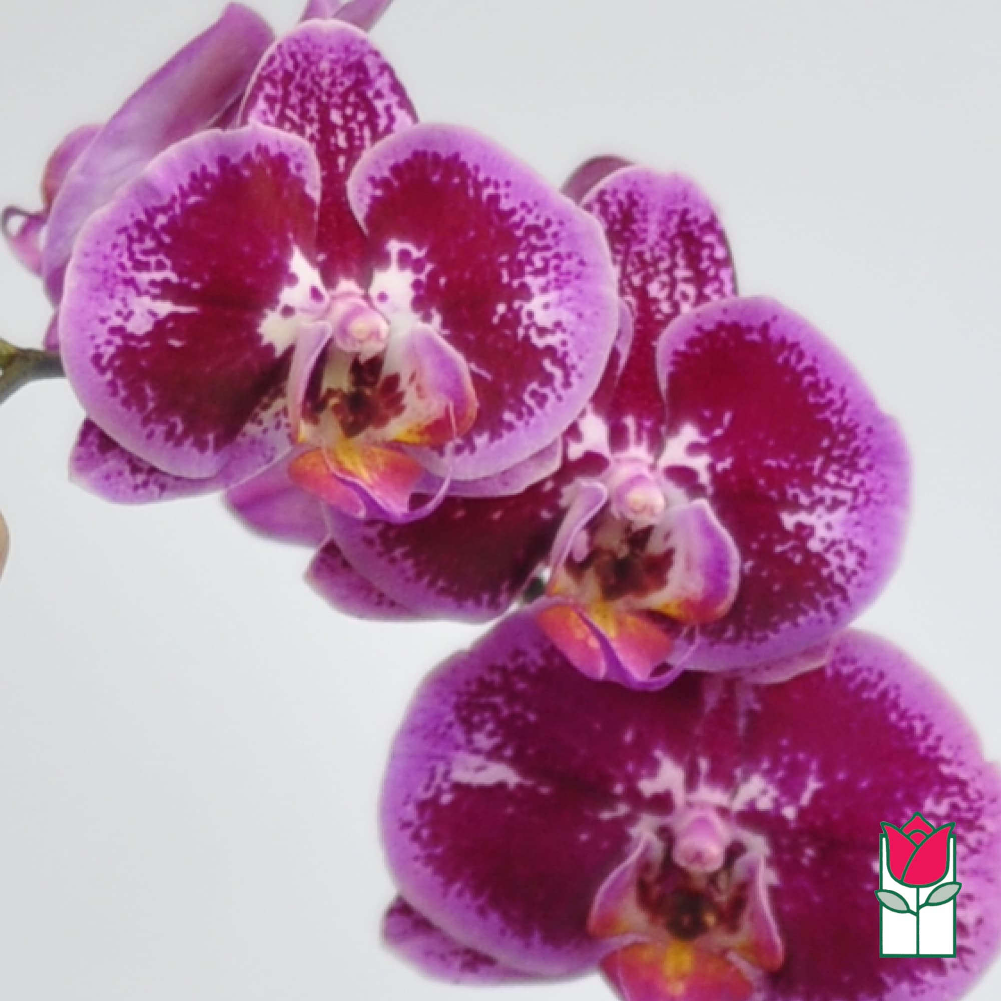Cluster of purple and magenta orchids on a white background
