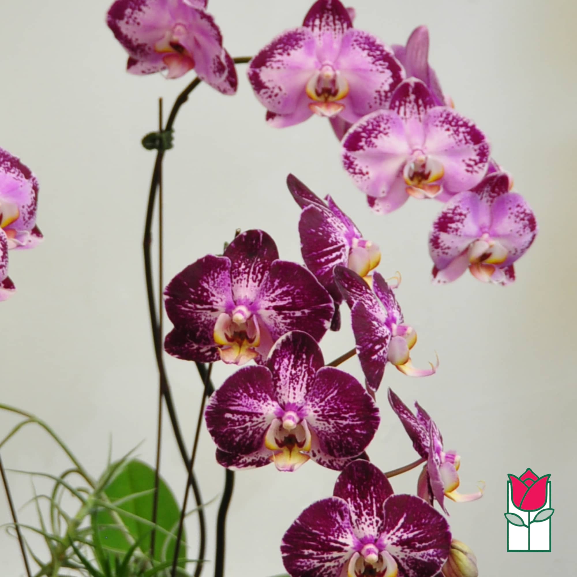 Purple phalaenopsis orchid blooms on arching stems with a small plant at the base