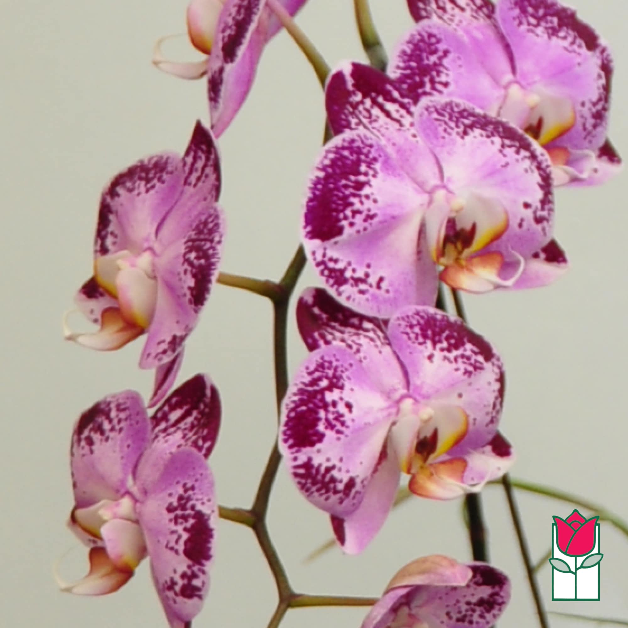 Pink and purple speckled orchid blooms on arching stems