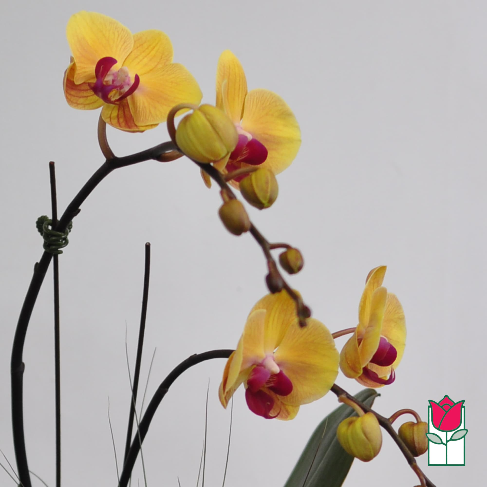 Yellow orchid blooms on arching stems against a plain background