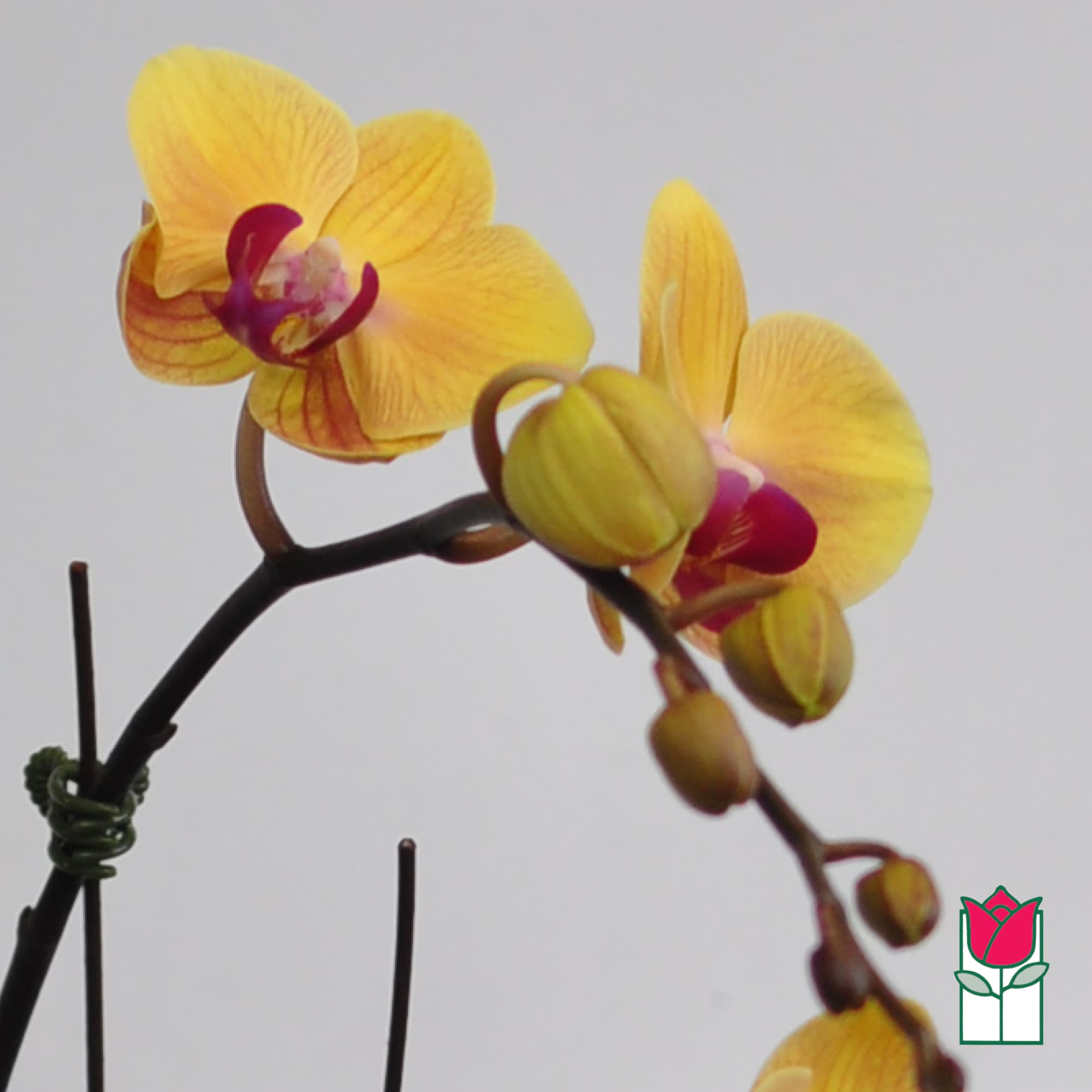 Yellow orchid blooms with magenta centers on a dark stem
