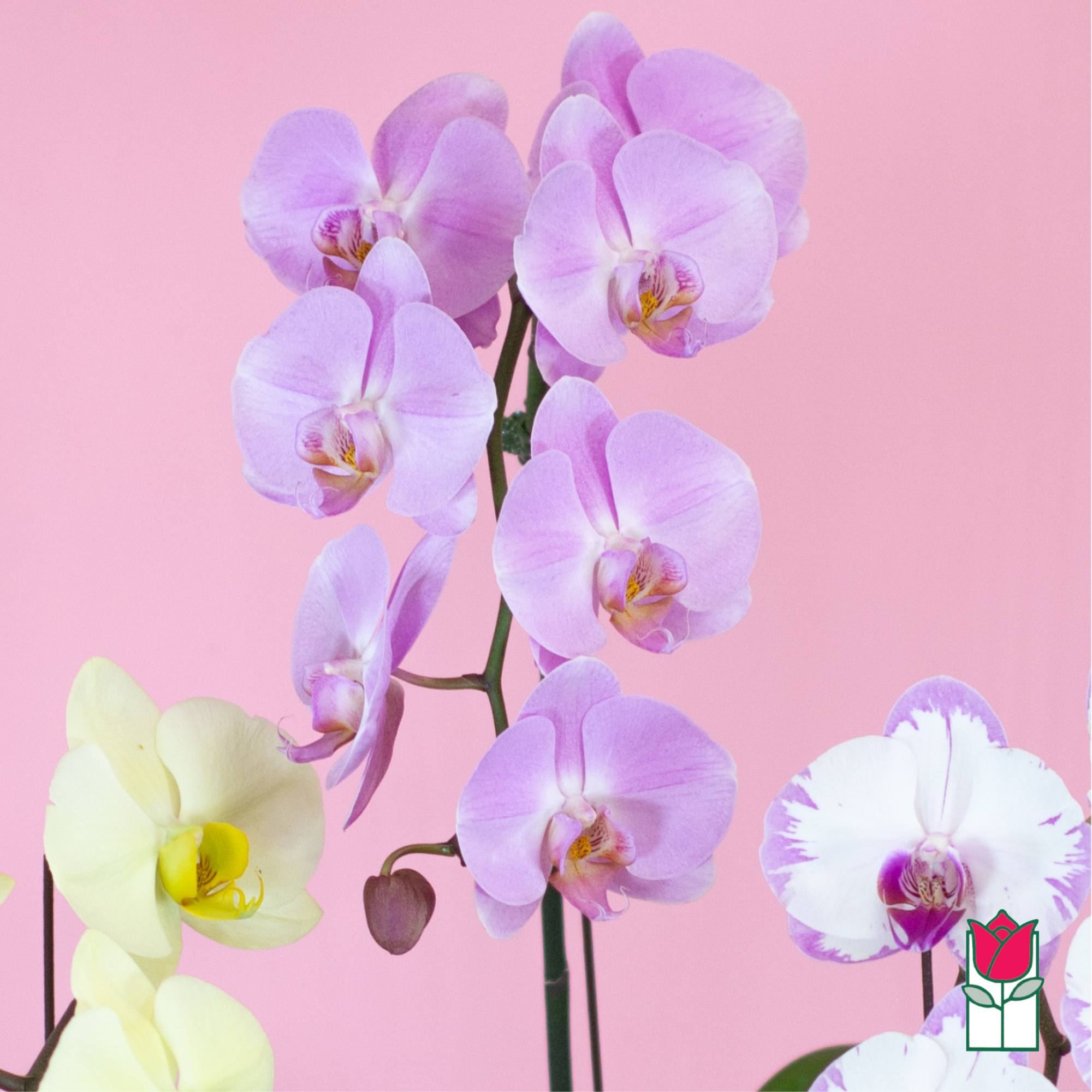 Cluster of lavender and white orchids against a pink background