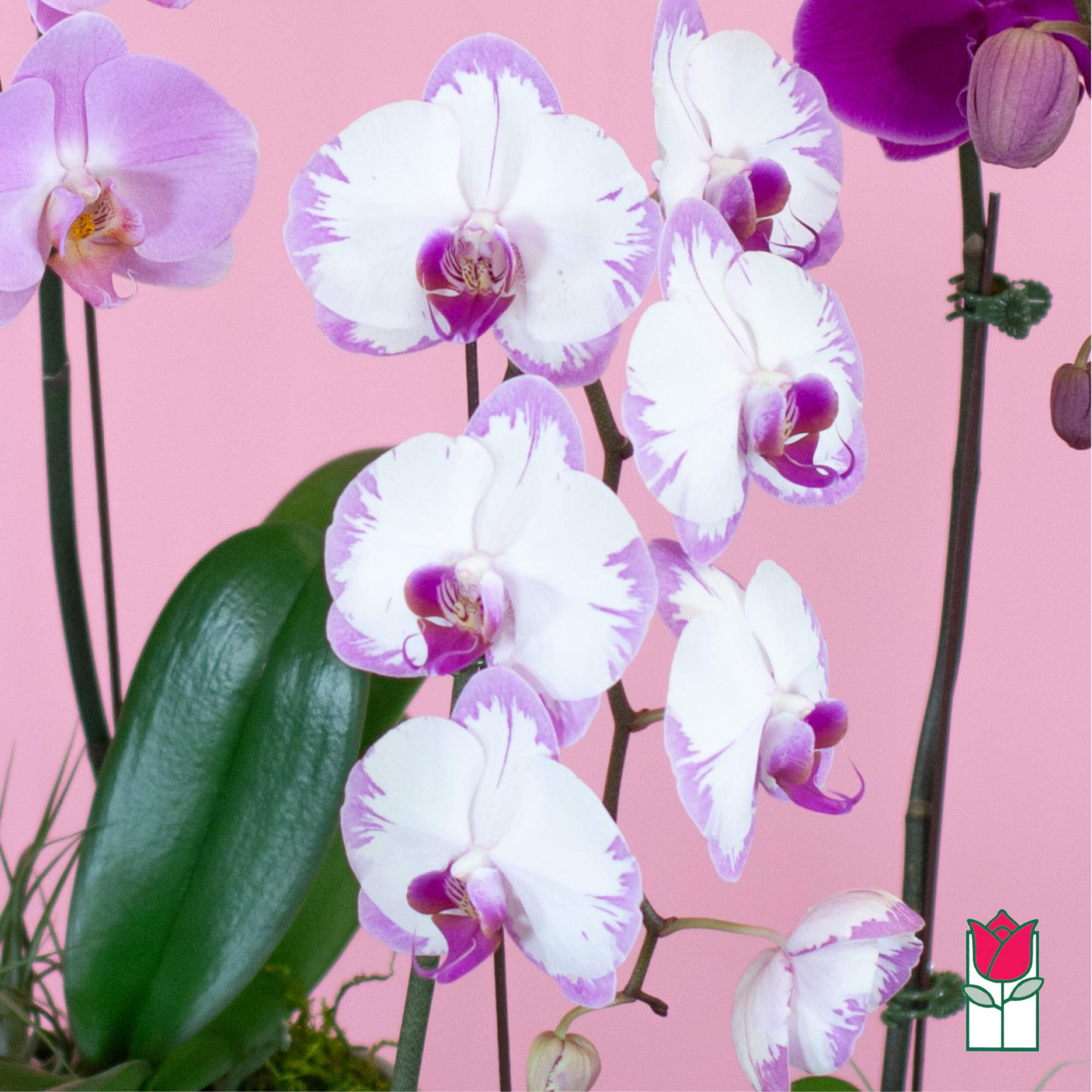 White and purple orchids against a pink background