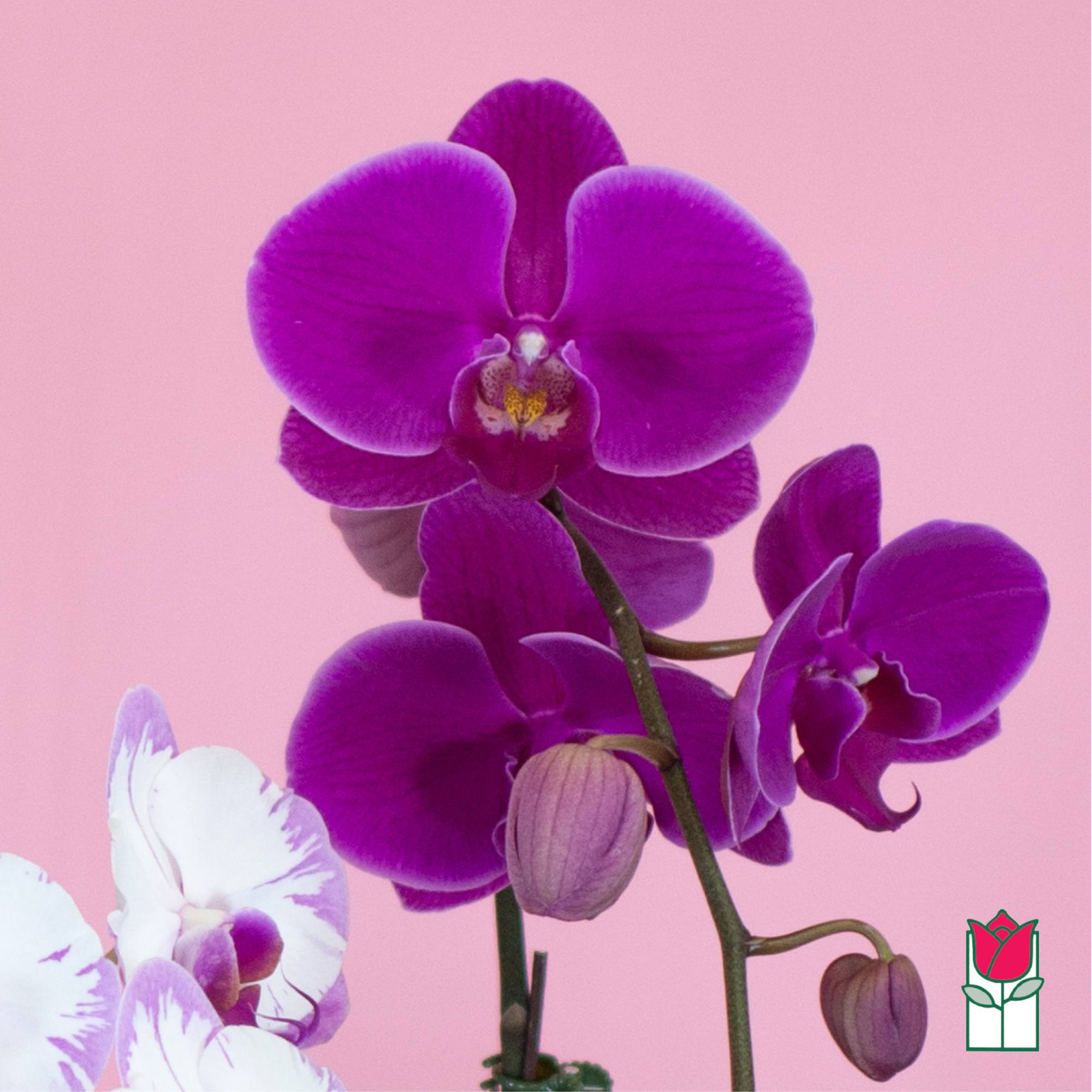 Purple and white orchids against a pink background