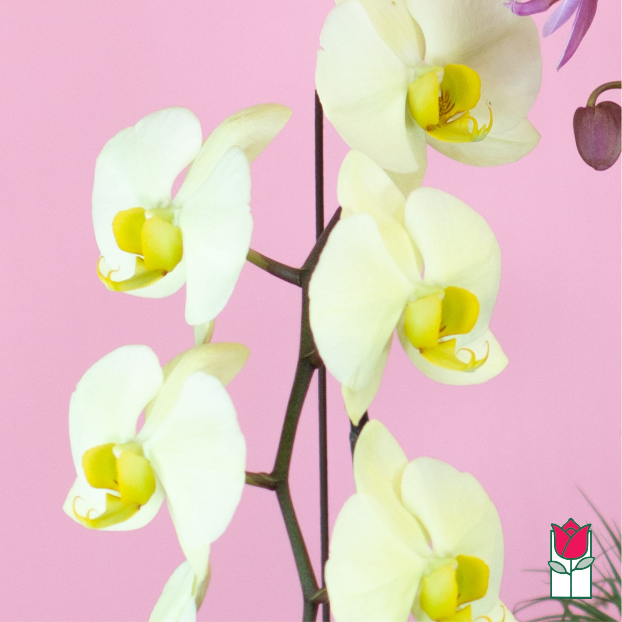 White orchid blooms with yellow centers against a pink background
