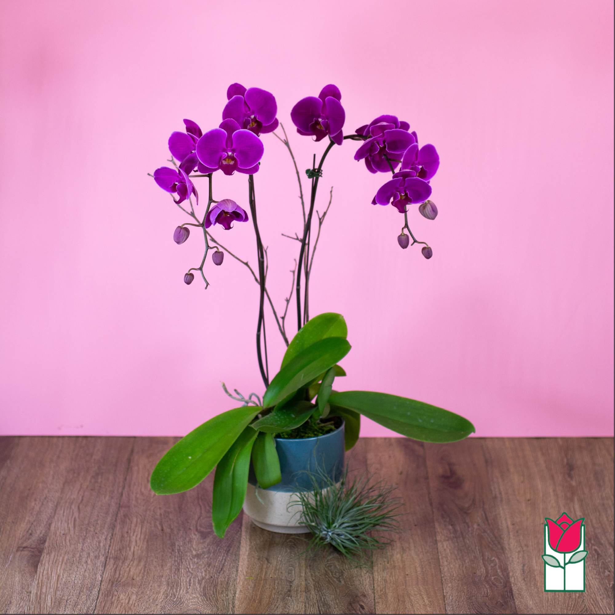 Purple orchid plant in a two-tone pot on a wooden surface