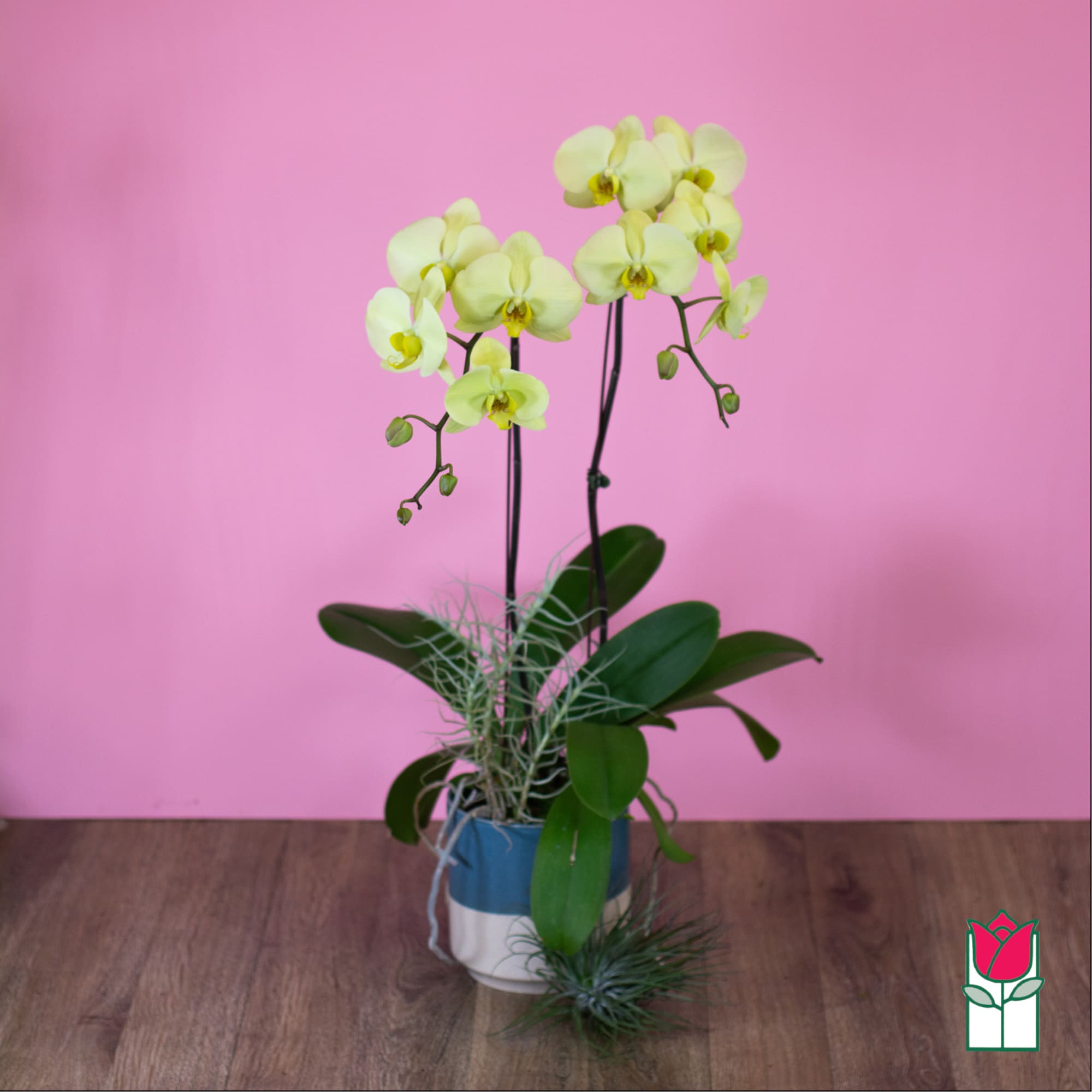 Potted yellow orchid with broad green leaves in a blue and white container