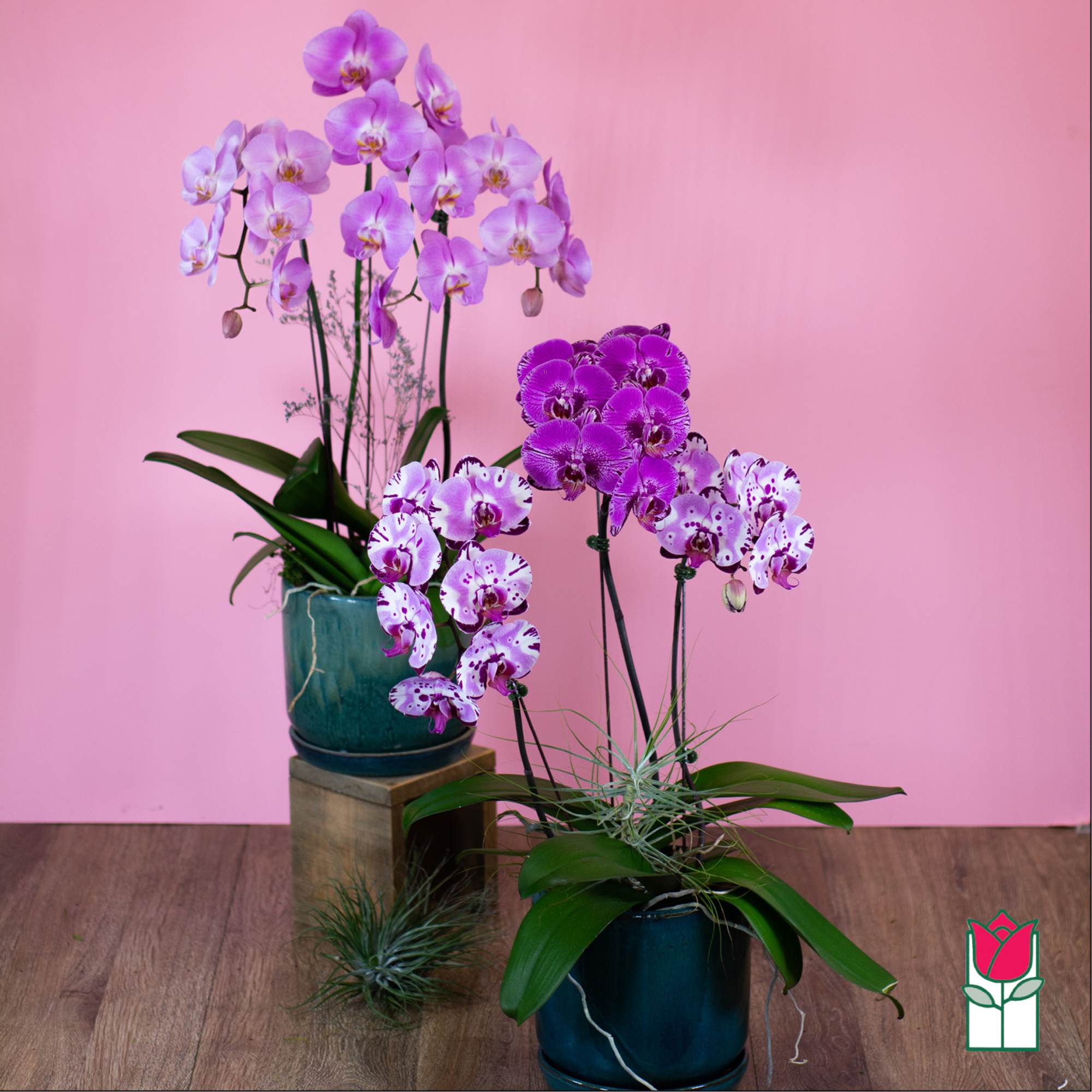 Two potted orchid arrangements with purple blooms on a pink background