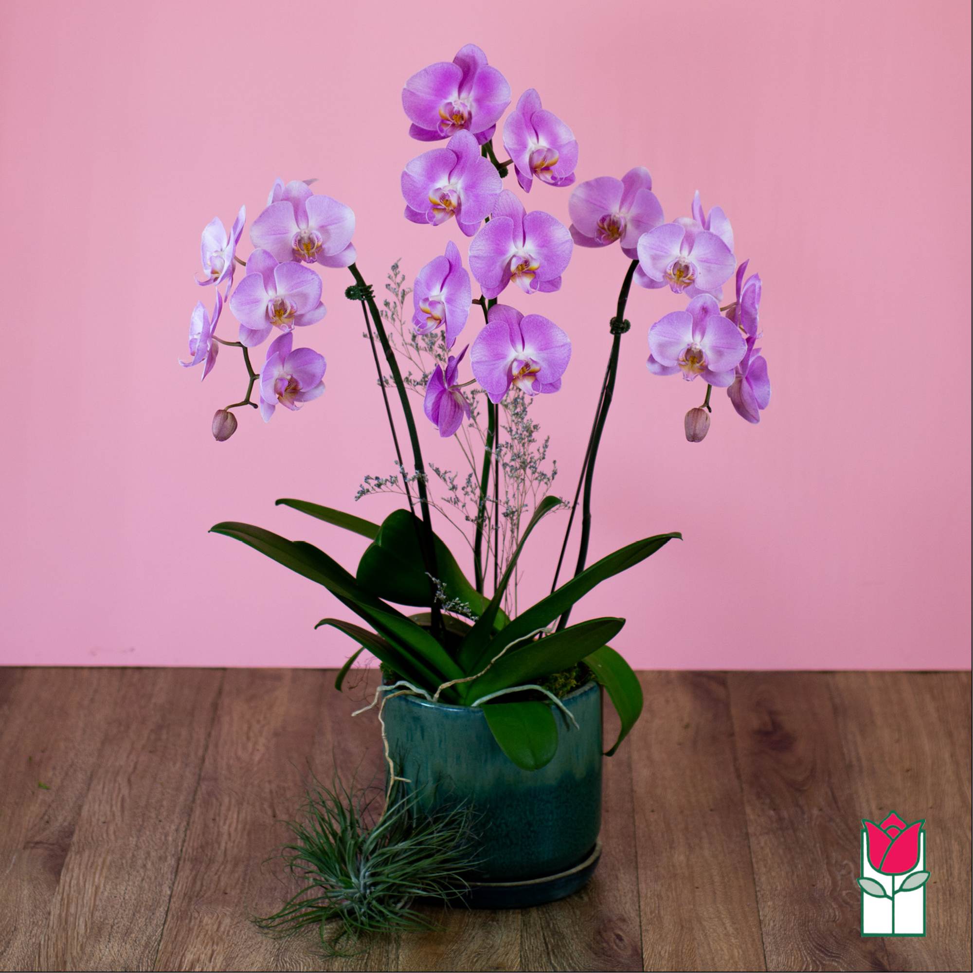 Pink orchids in a teal pot on a wooden floor