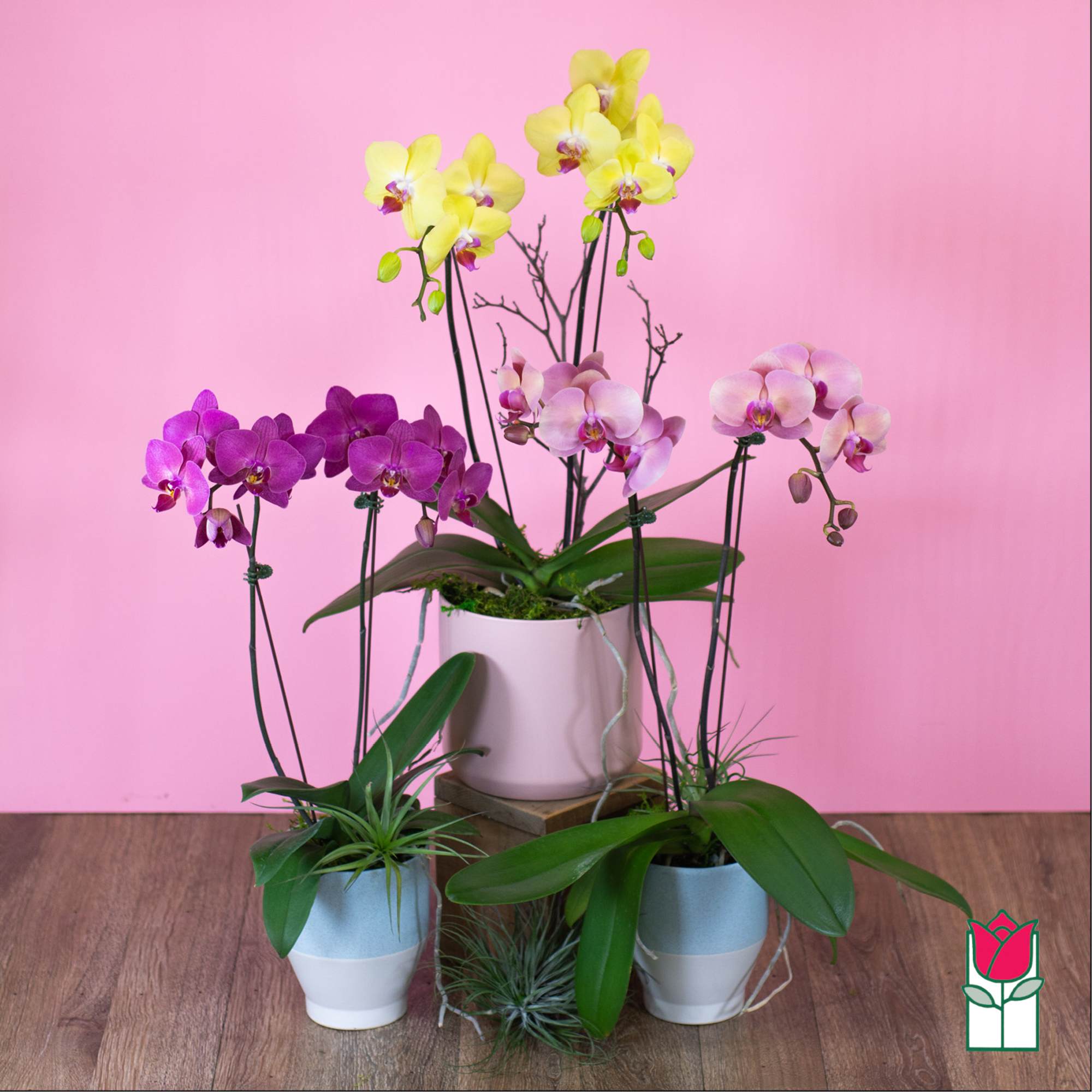 Three potted orchid plants with yellow, pink, and purple blooms