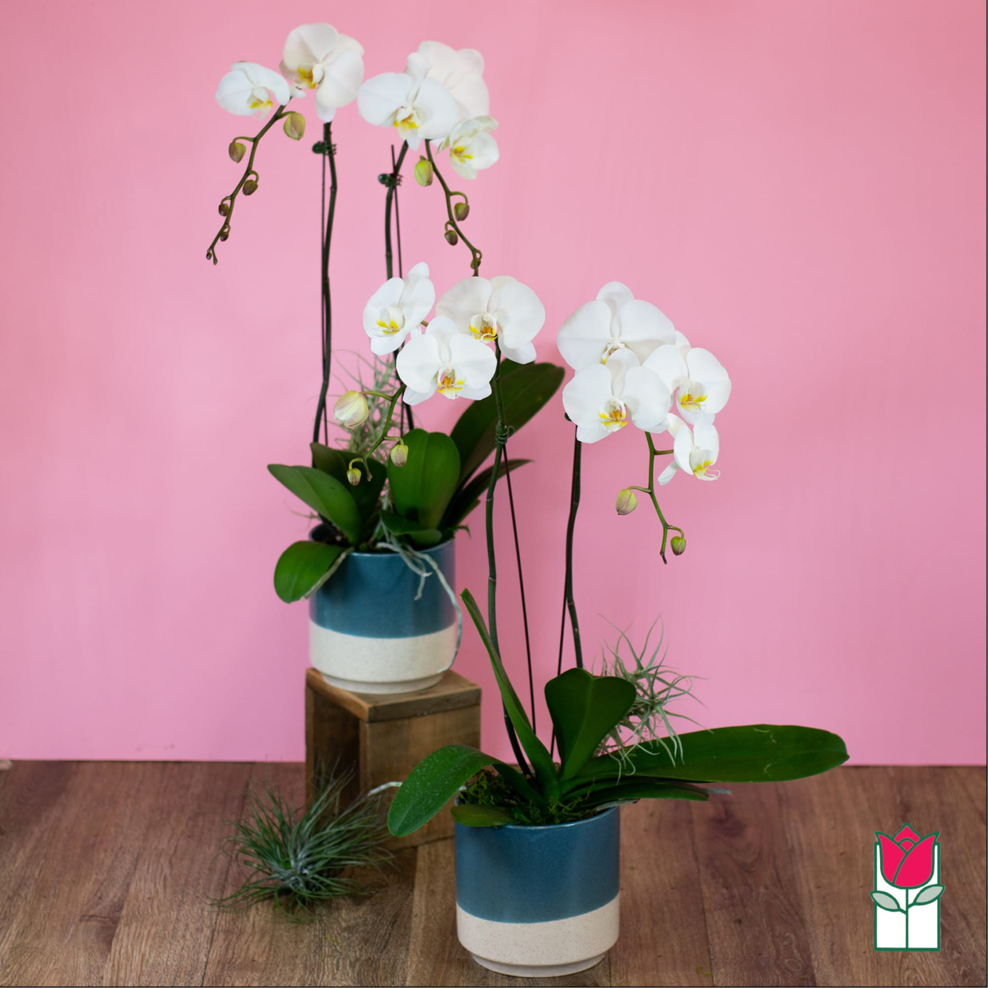 White orchids in blue-and-white pots on a wooden floor
