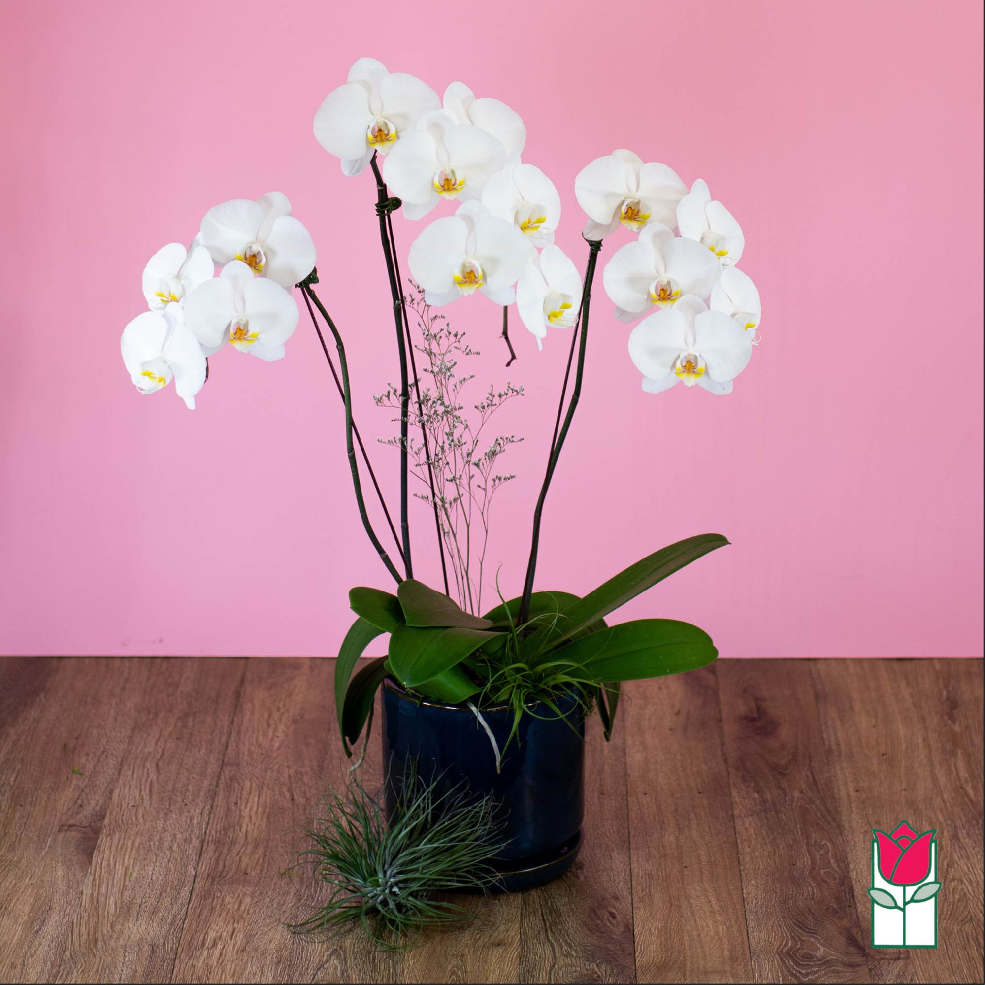White orchid stems in a dark pot with green leaves
