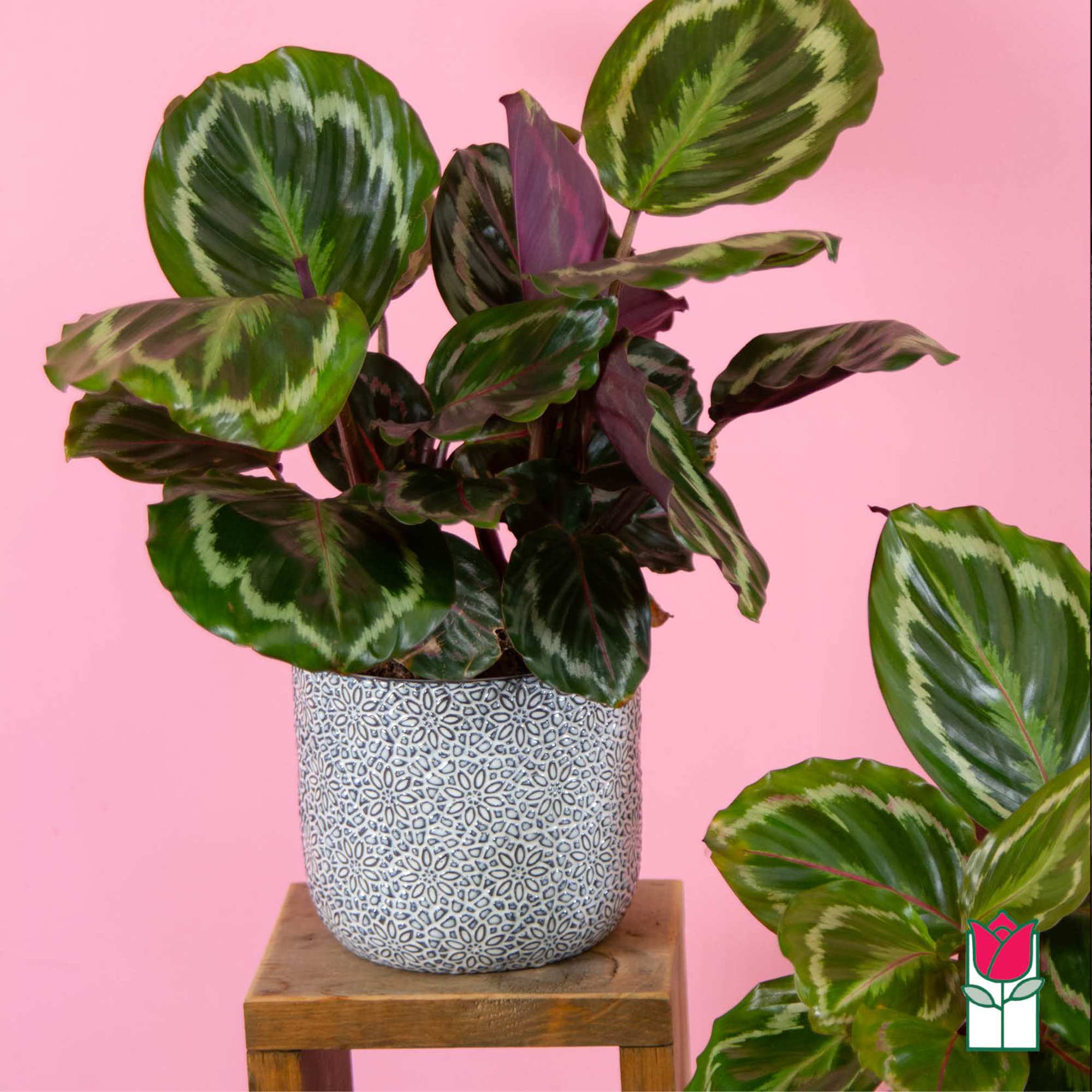 Potted calathea plant with patterned green leaves in a decorative pot