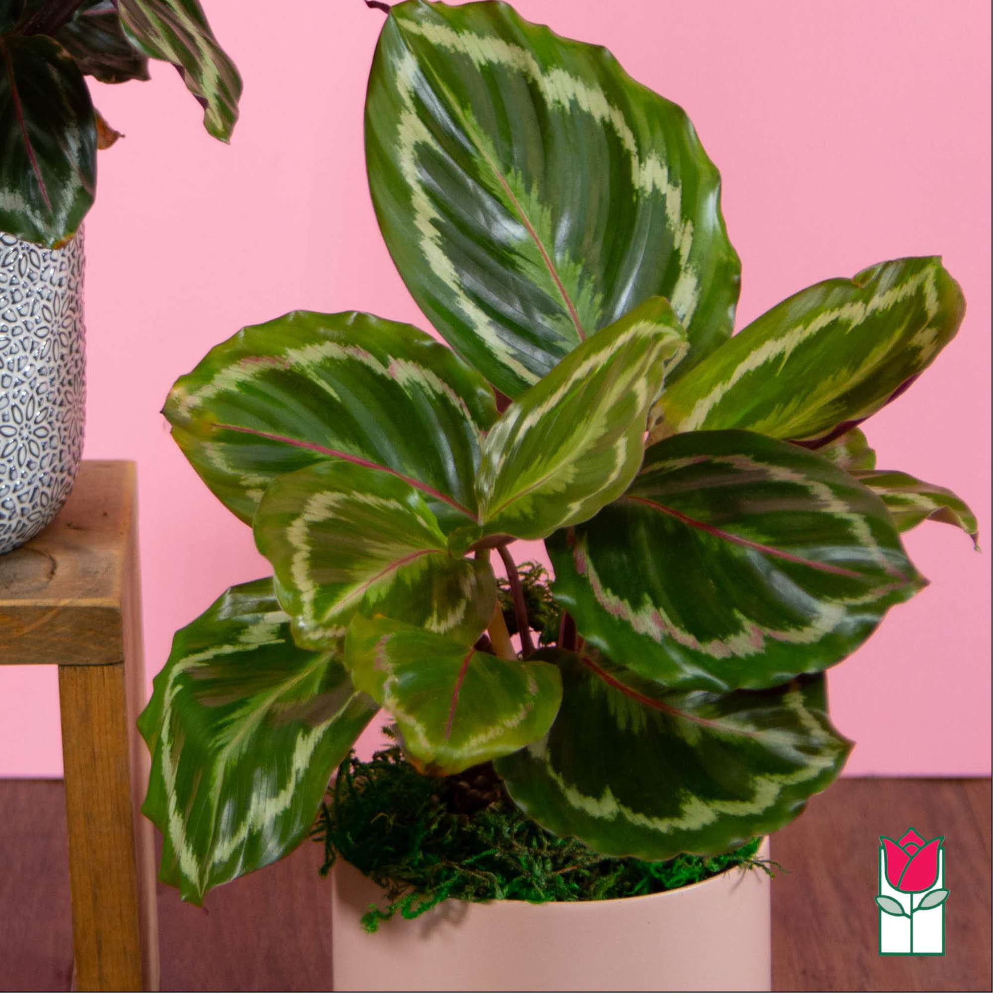Potted green houseplant with patterned leaves in a white container