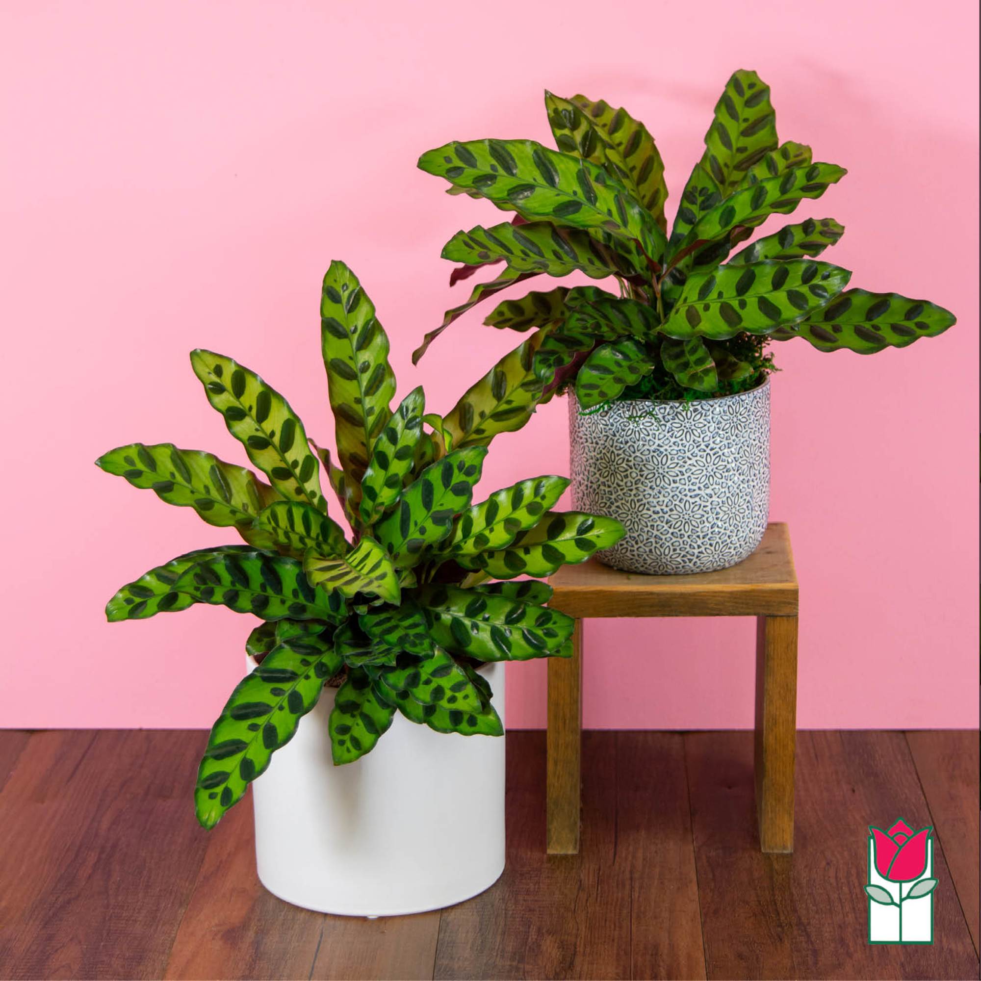 Two potted plants with spotted green leaves on a pink background