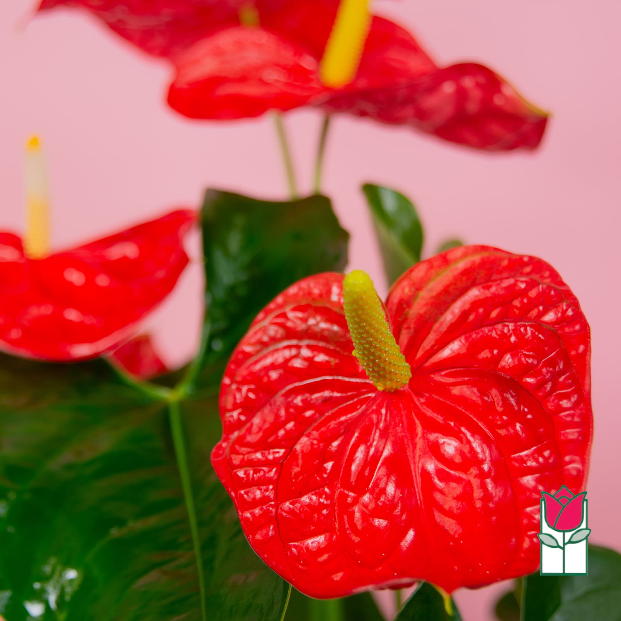 Close-up of bright red anthurium flowers with yellow centers against a pink background