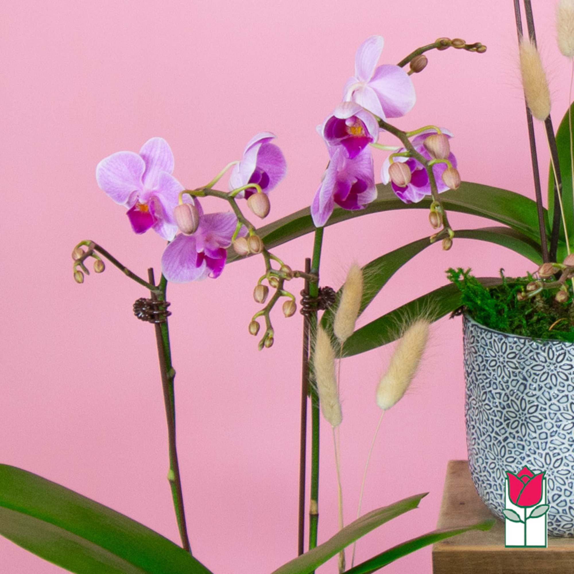 Purple orchids in a patterned pot against a pink background