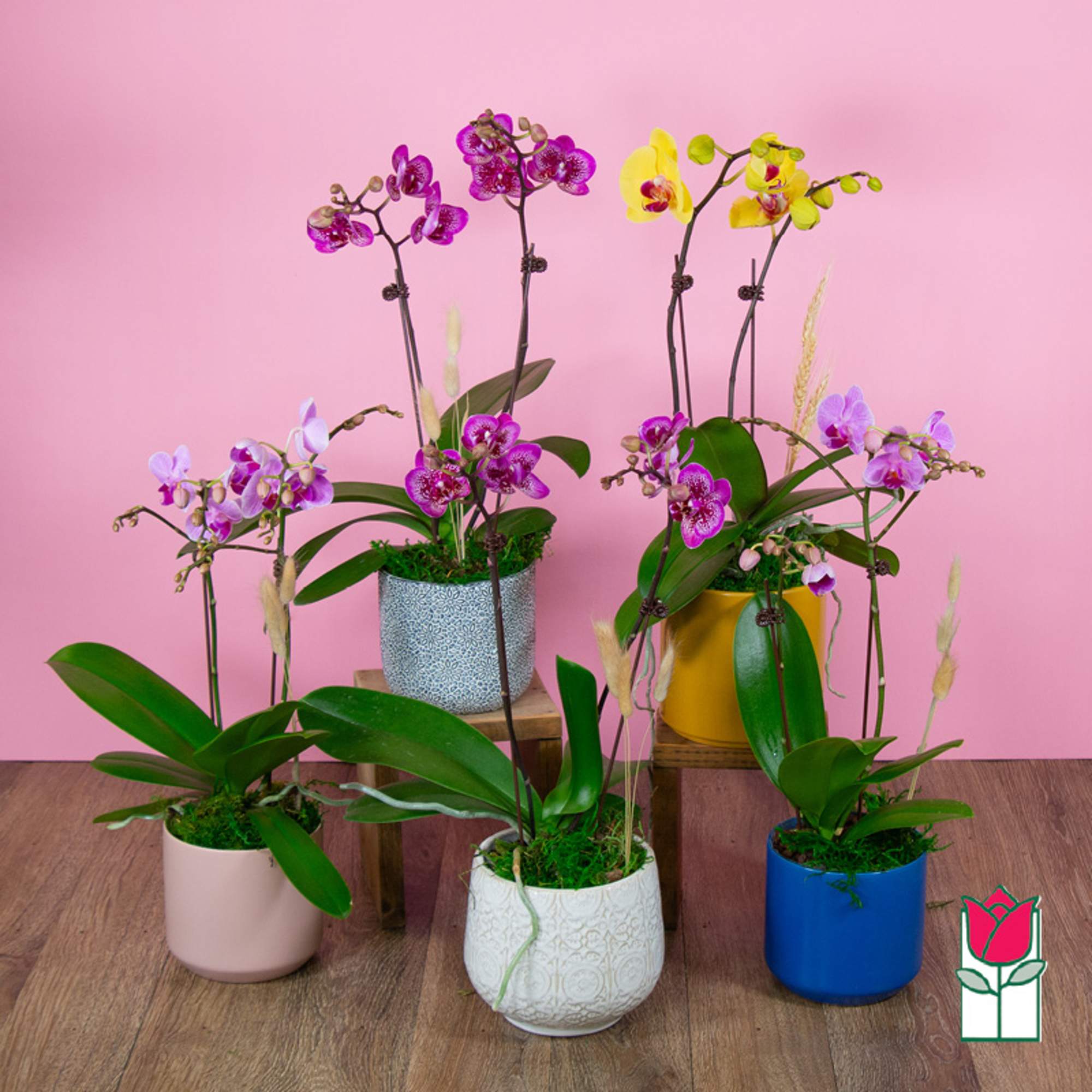 Five potted orchids in colorful containers on a wooden floor