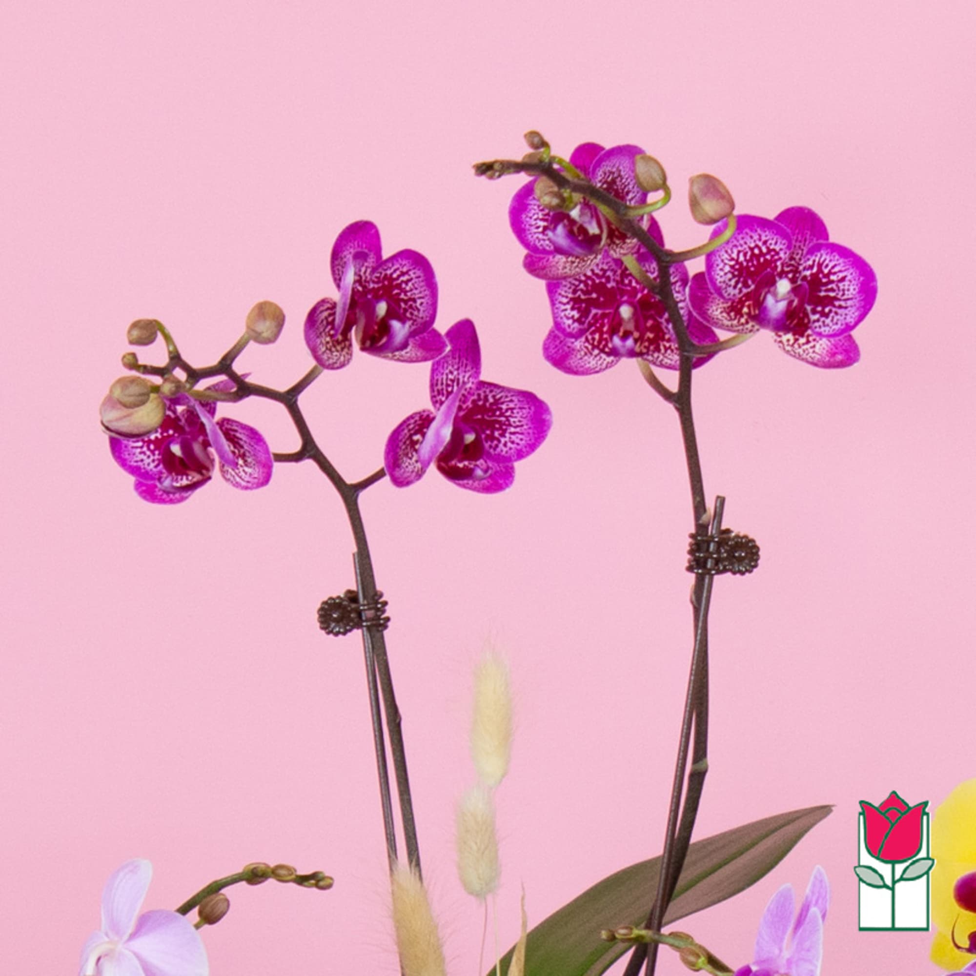 Purple orchids on long stems against a pink background
