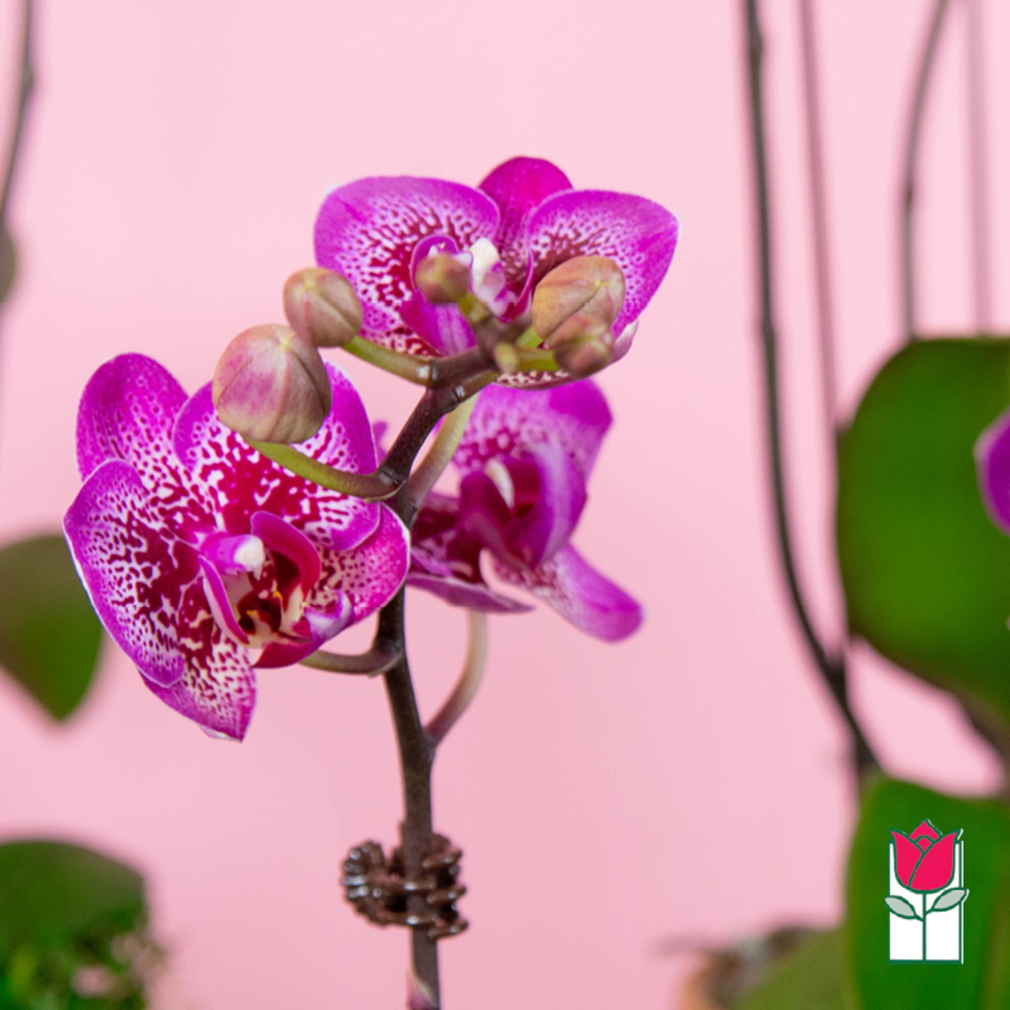 Close-up of purple orchid blooms against a pink background