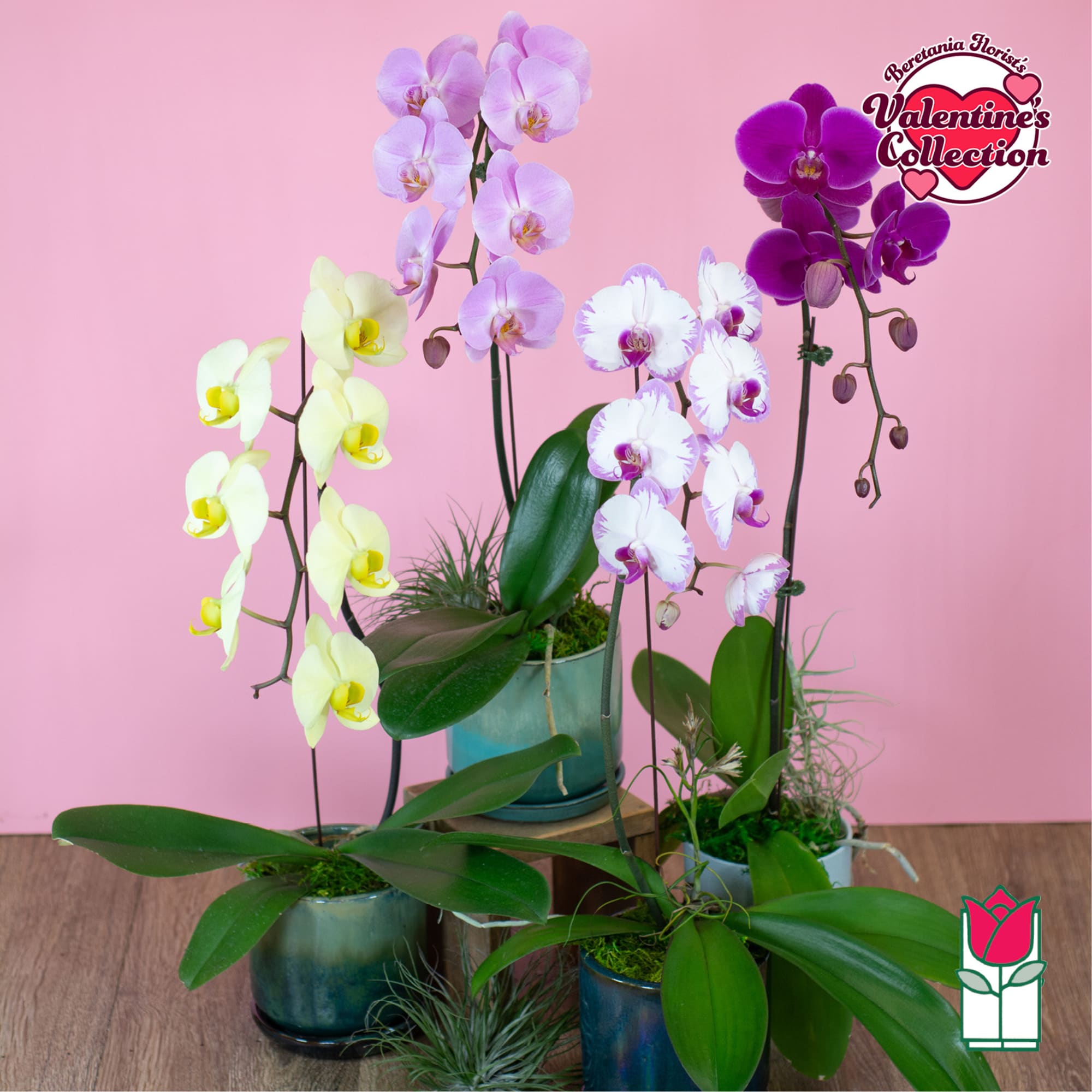 Potted orchids in pastel pink, yellow, white, and purple blooms