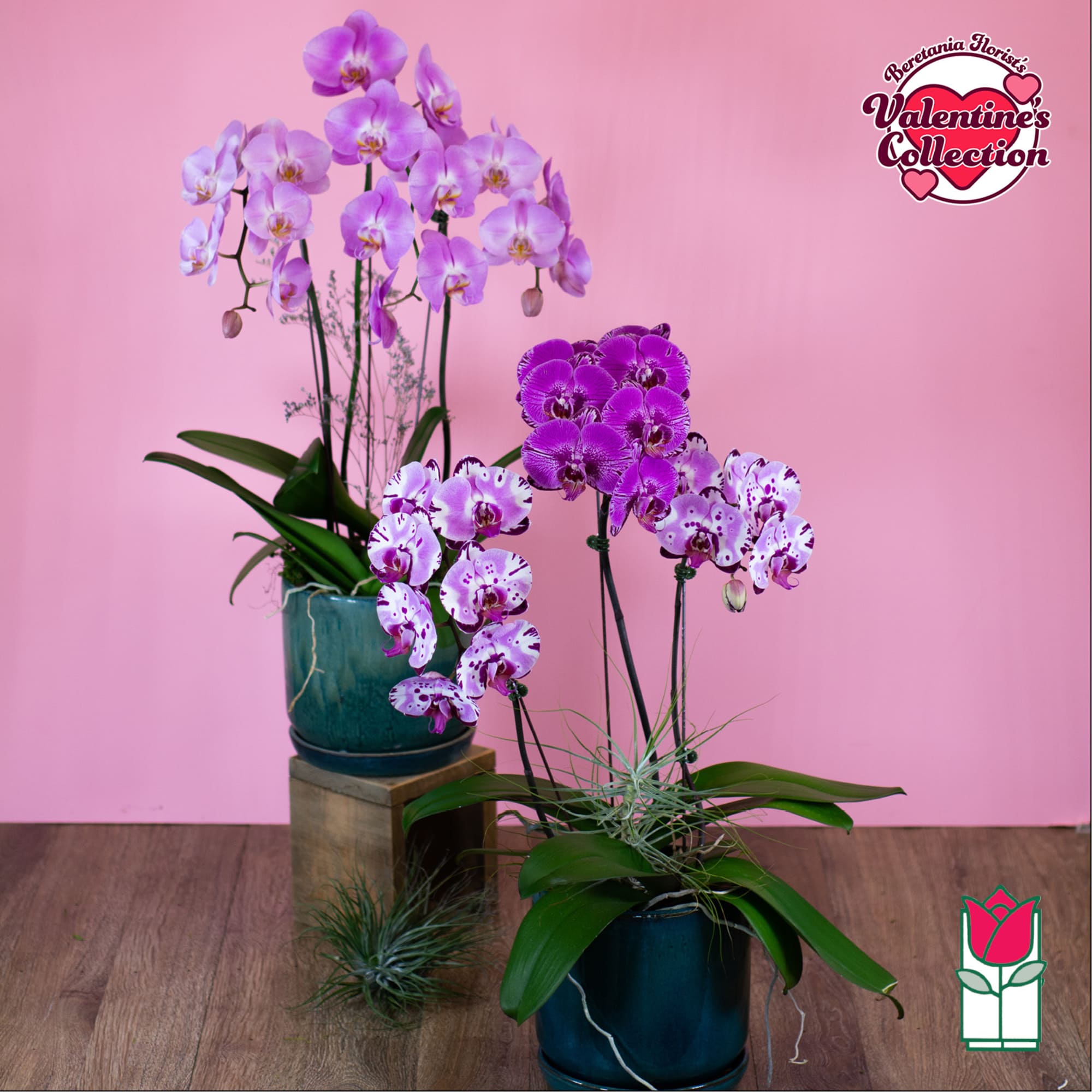 Two potted orchid arrangements with purple blooms on a pink background